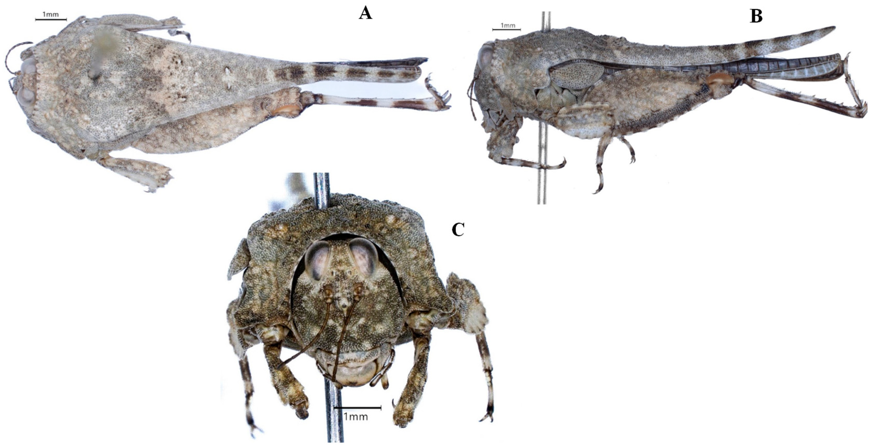 Taxonomy 05 00049 g003 Taxonomy 05 00049 g003