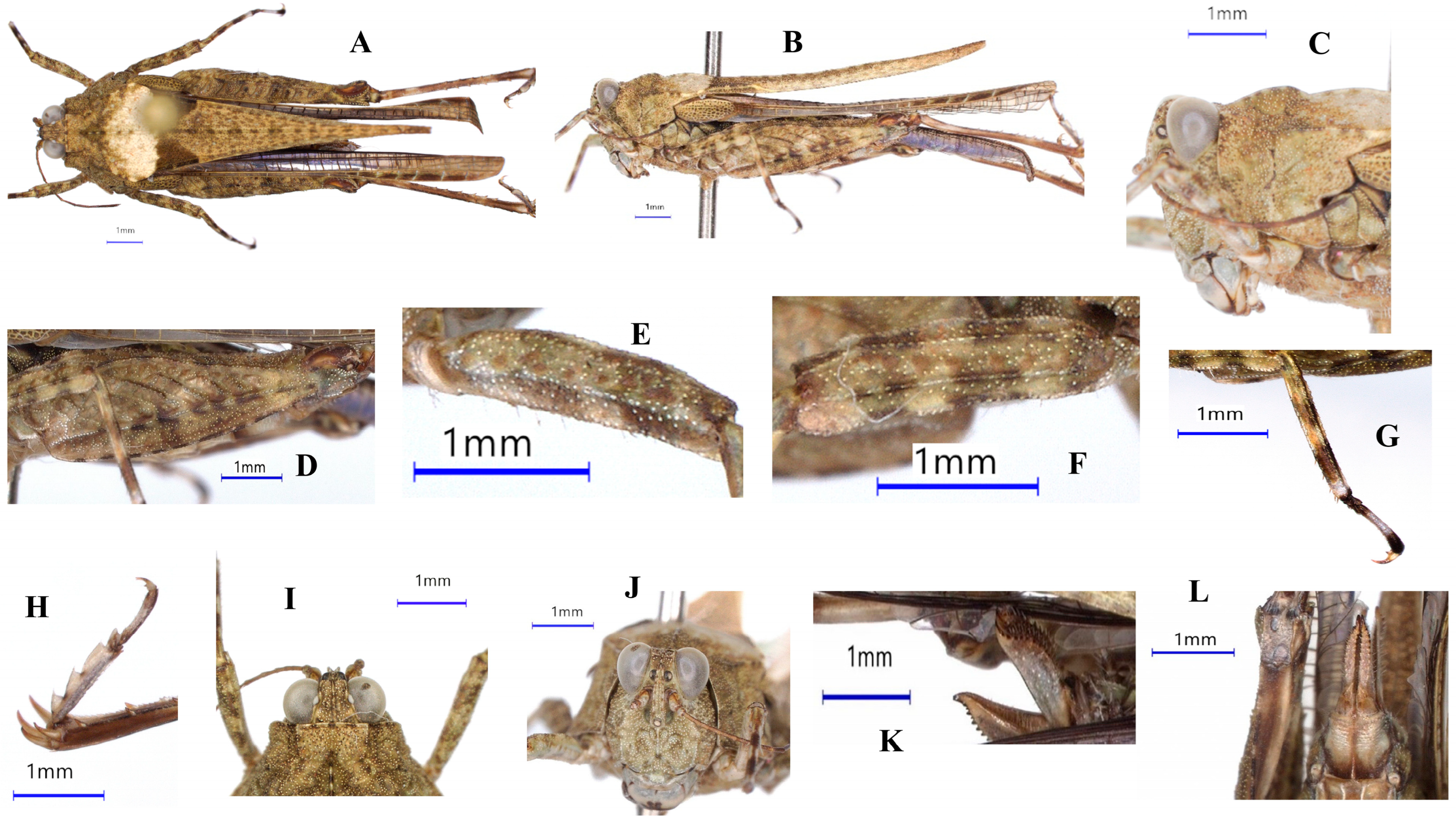 Taxonomy 05 00049 g005 Taxonomy 05 00049 g005