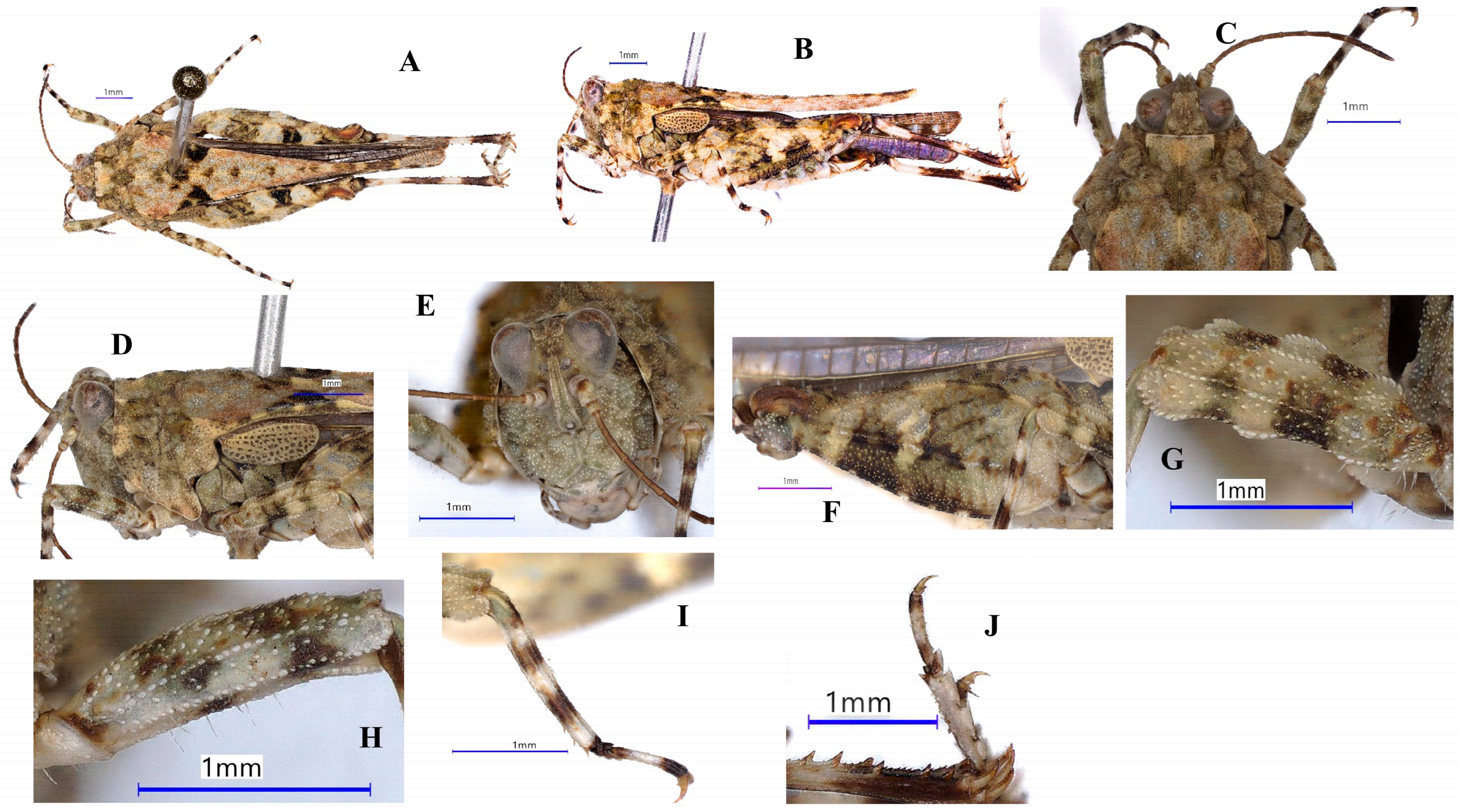 Taxonomy 05 00049 g006 Taxonomy 05 00049 g006