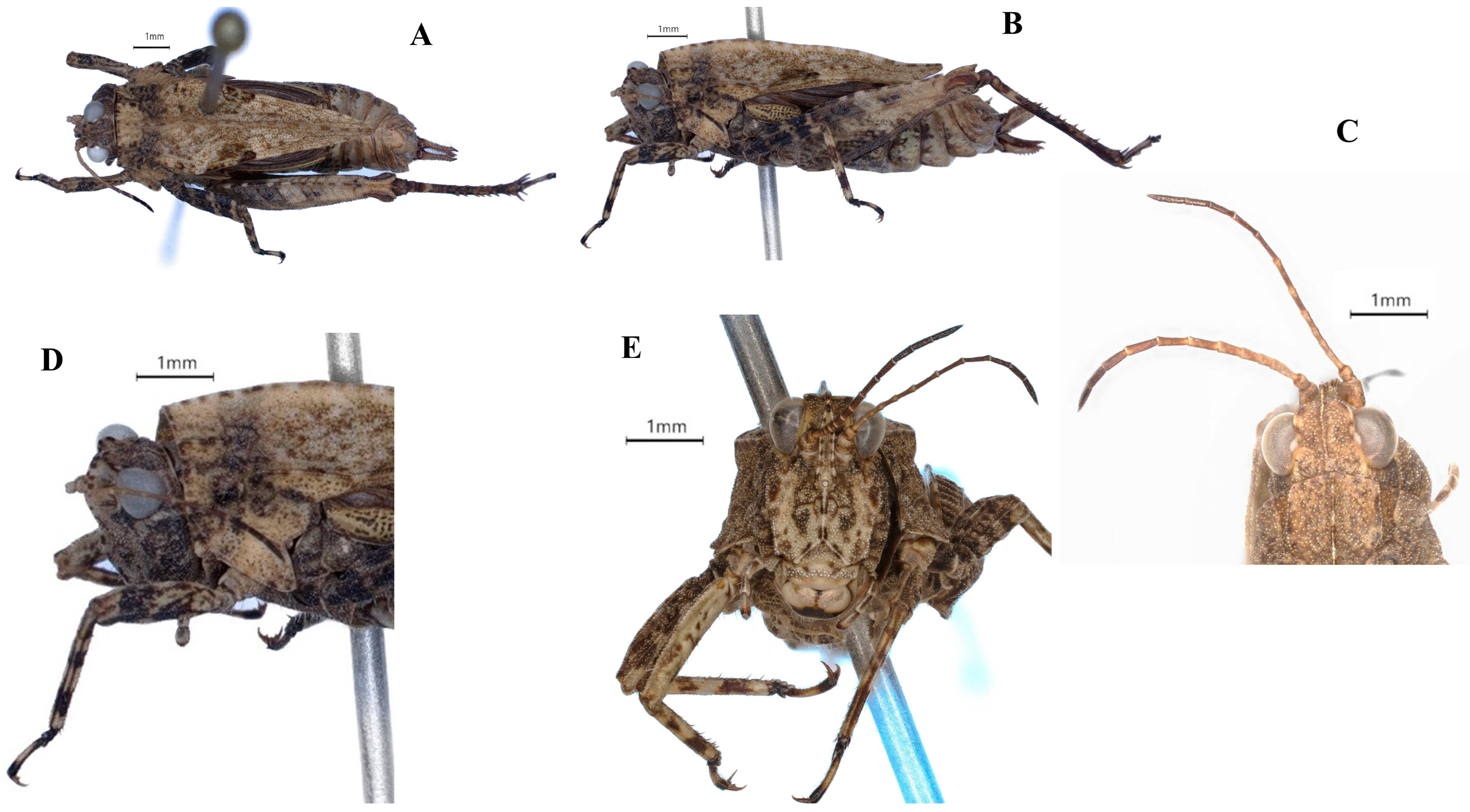 Taxonomy 05 00049 g007 Taxonomy 05 00049 g007
