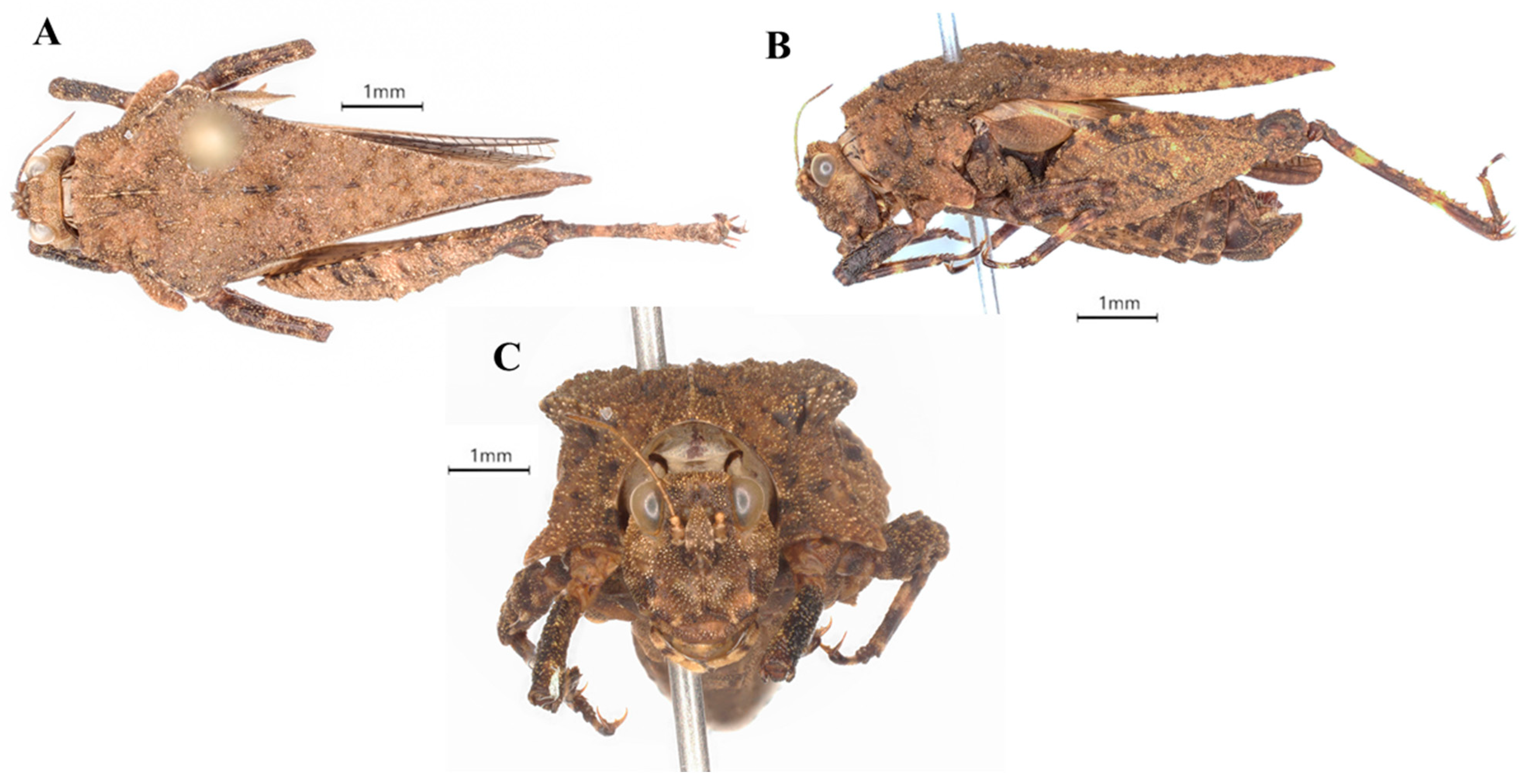Taxonomy 05 00049 g008 Taxonomy 05 00049 g008