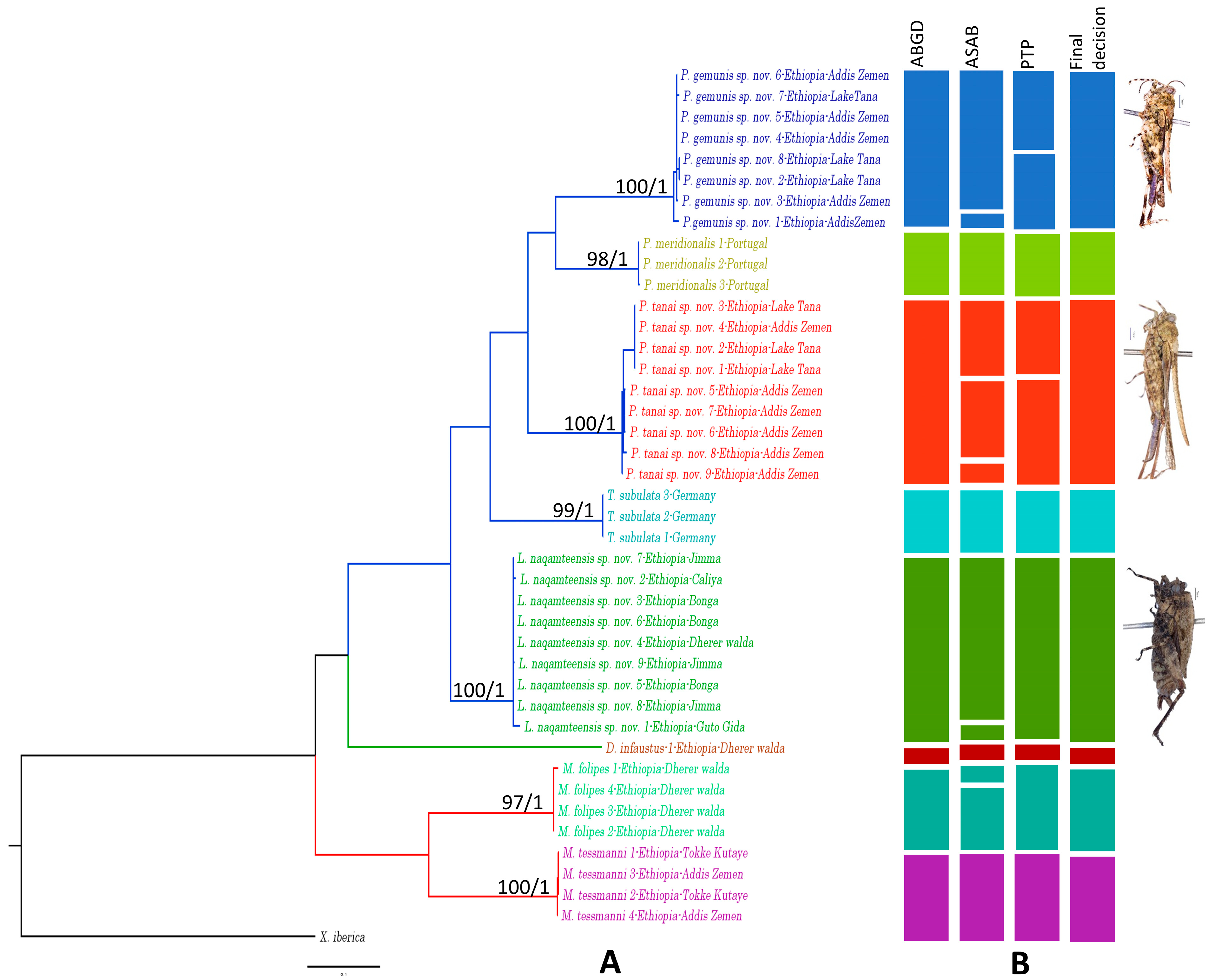 Taxonomy 05 00049 g009 Taxonomy 05 00049 g009