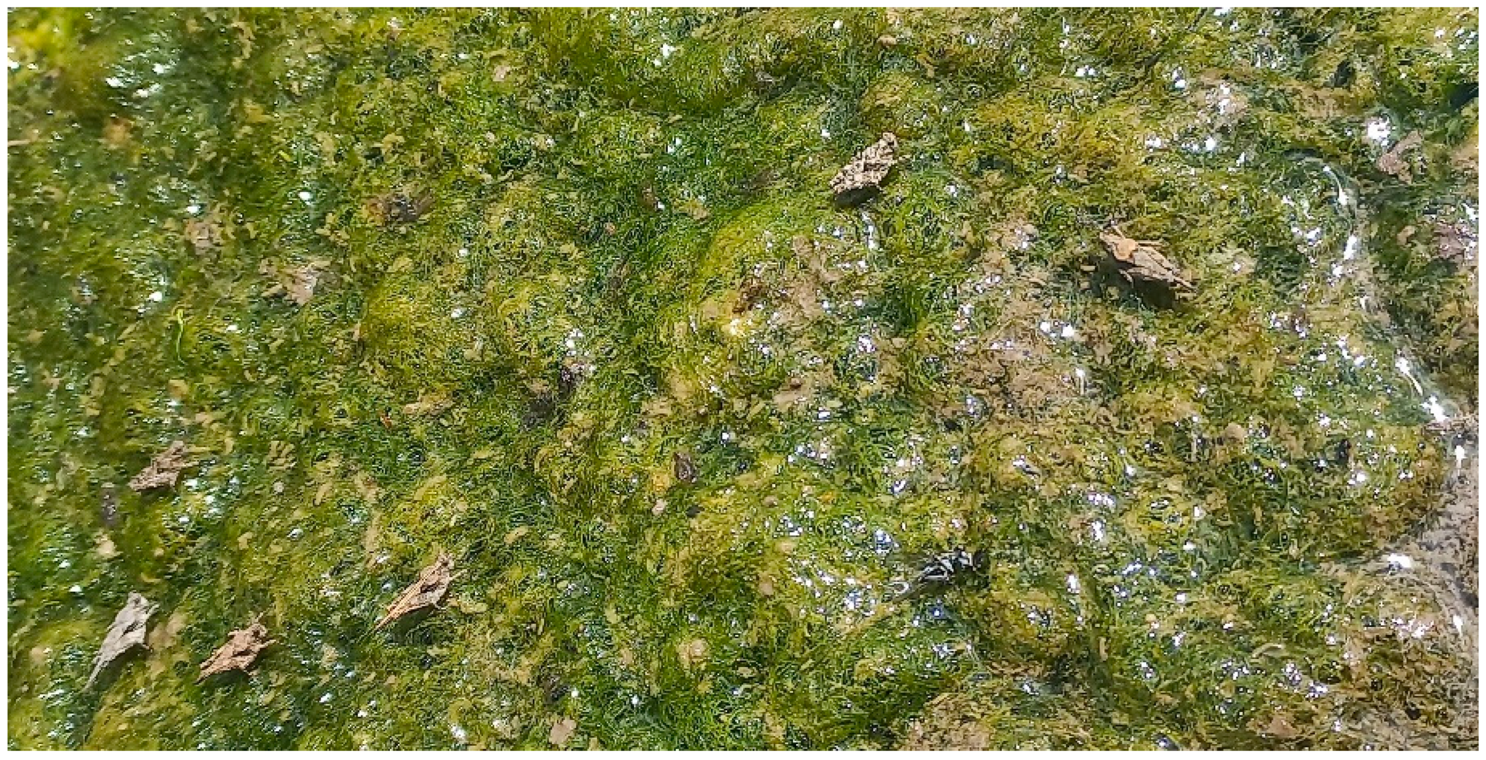 Taxonomy 05 00049 g010 Taxonomy 05 00049 g010