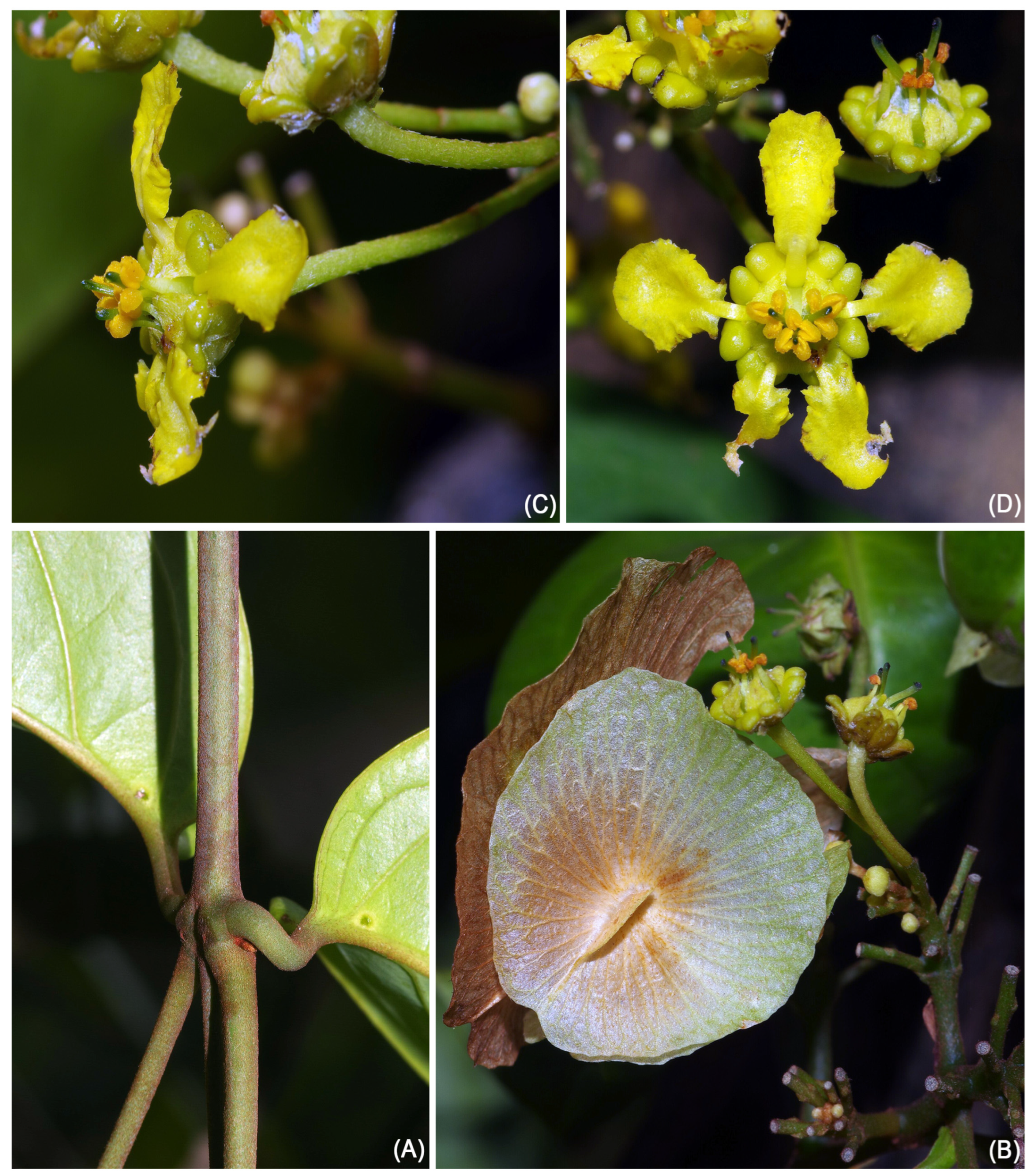 Taxonomy 05 00050 g001