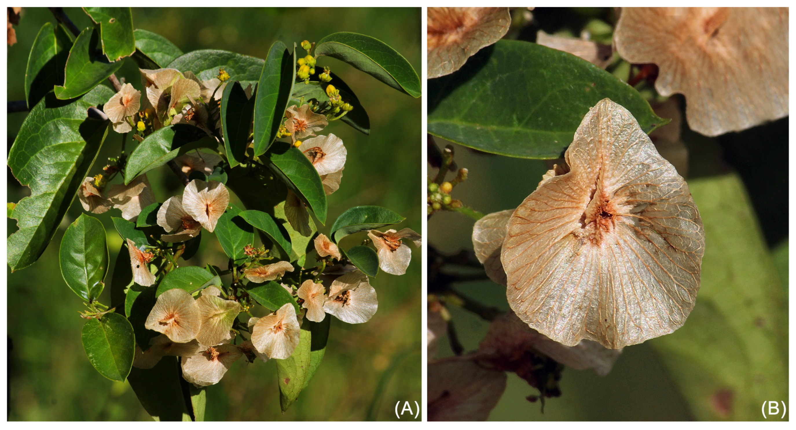 Taxonomy 05 00050 g003