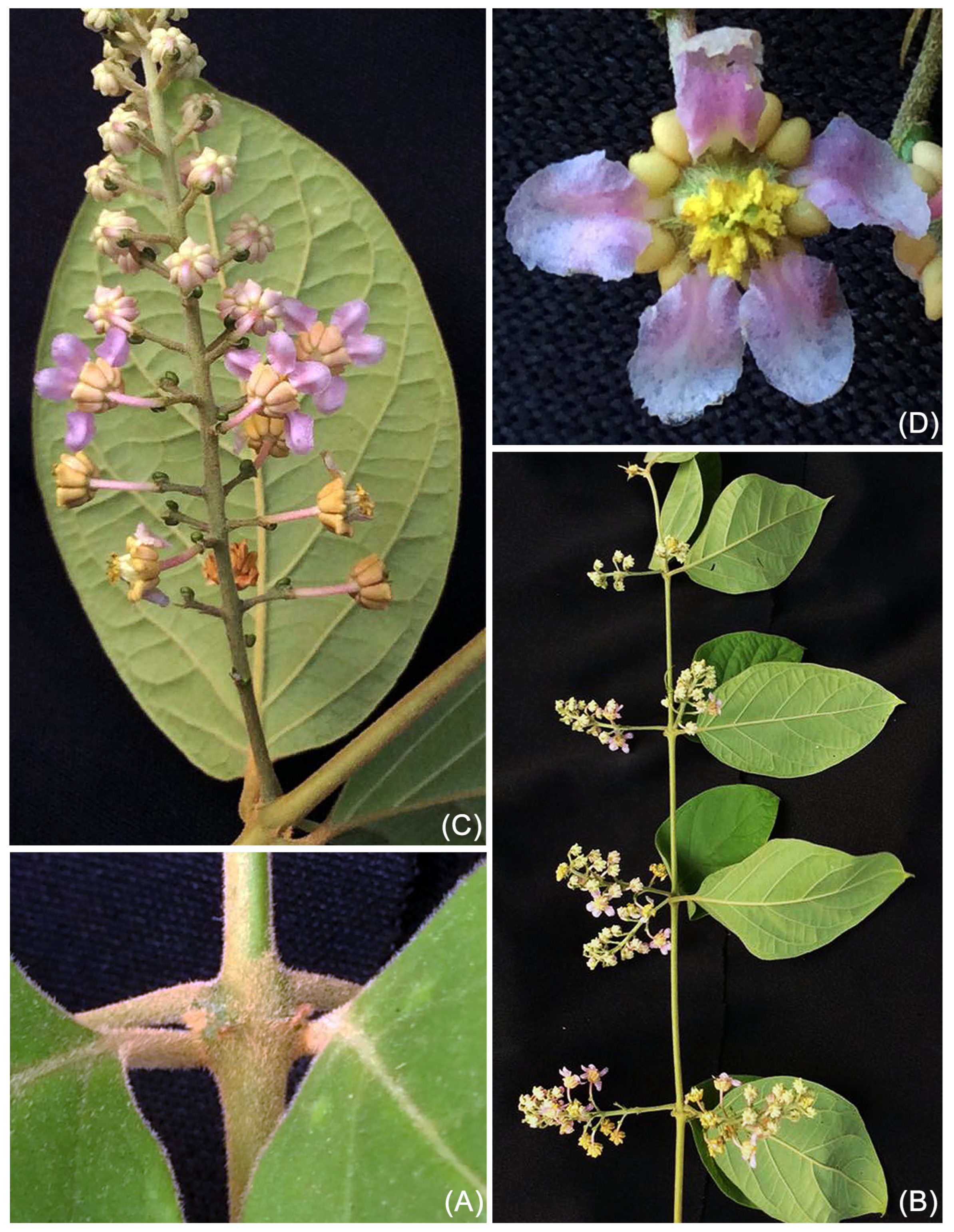 Taxonomy 05 00050 g004