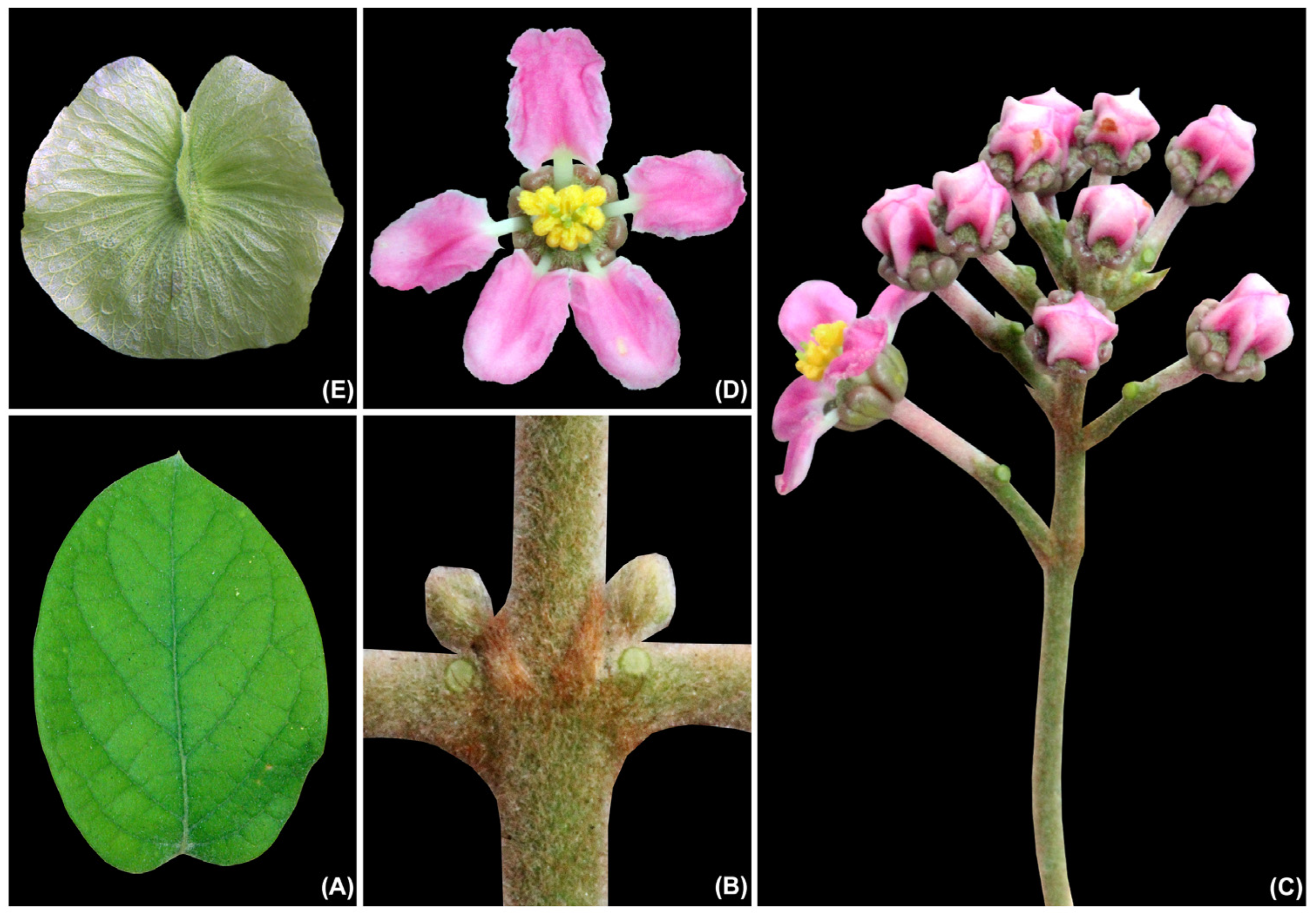 Taxonomy 05 00050 g006