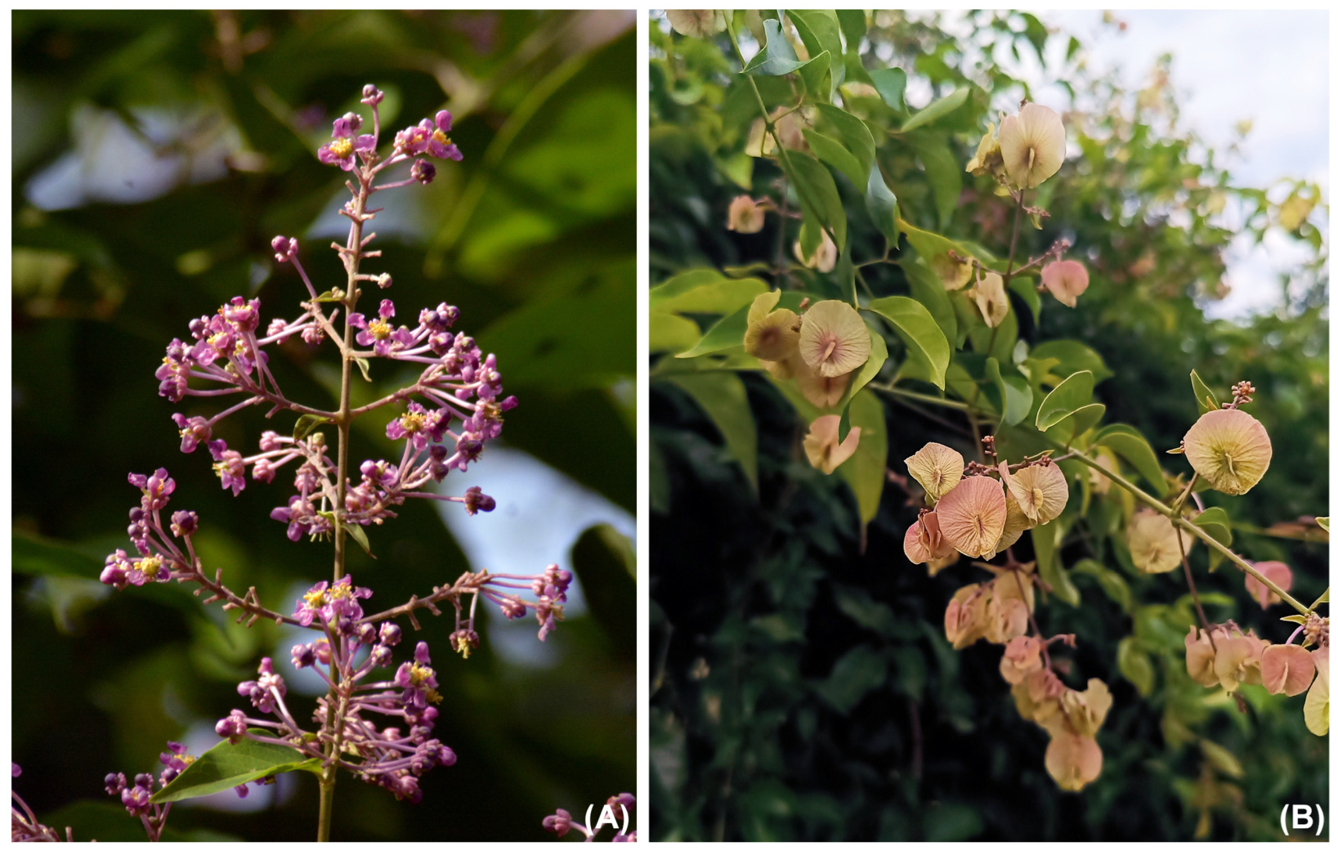 Taxonomy 05 00050 g007