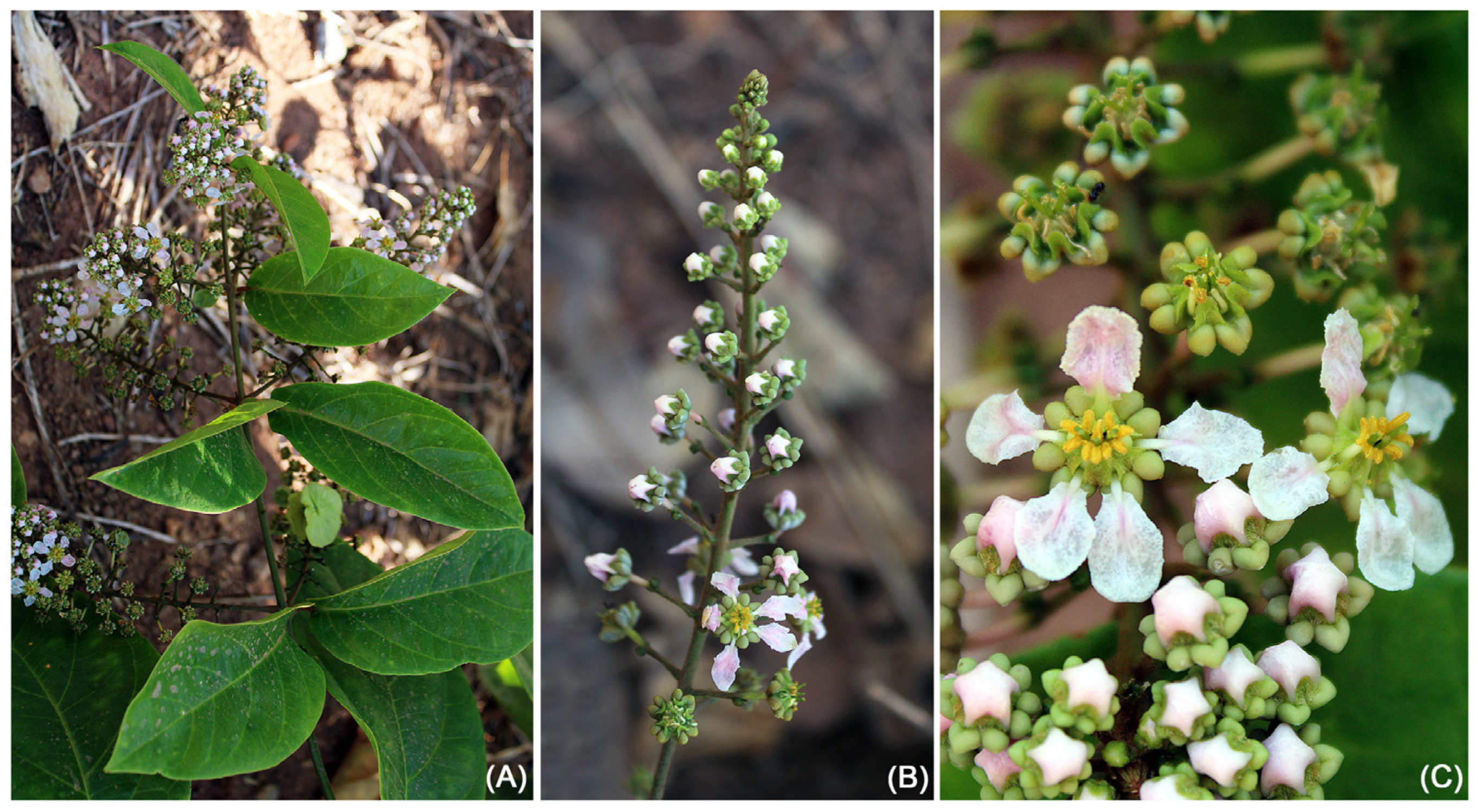 Taxonomy 05 00050 g008