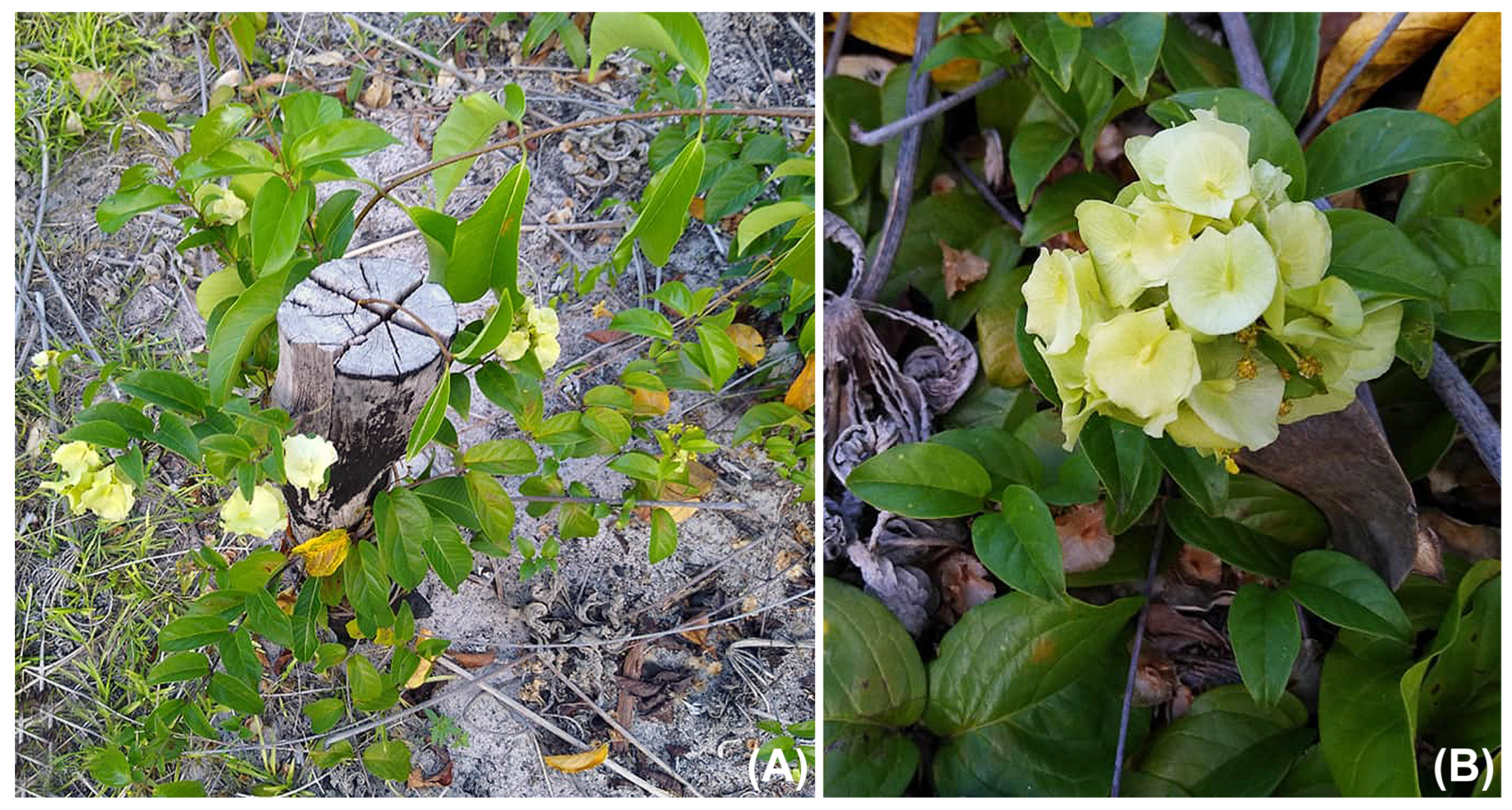 Taxonomy 05 00050 g009