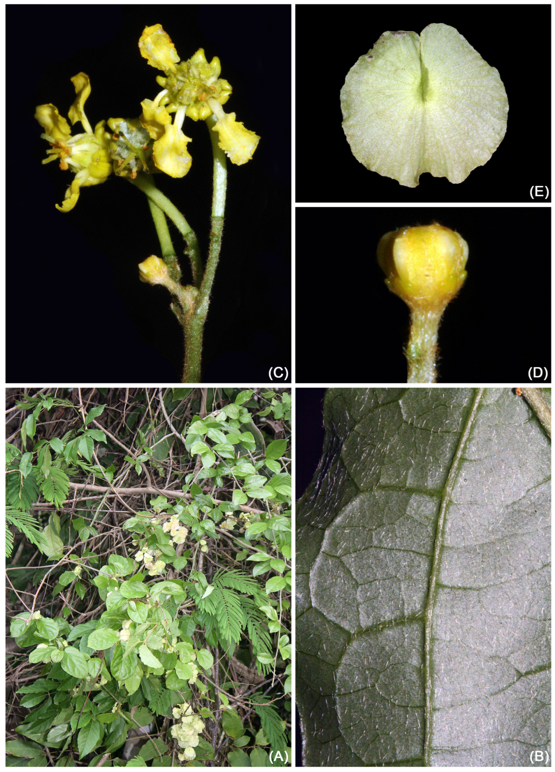 Taxonomy 05 00050 g011