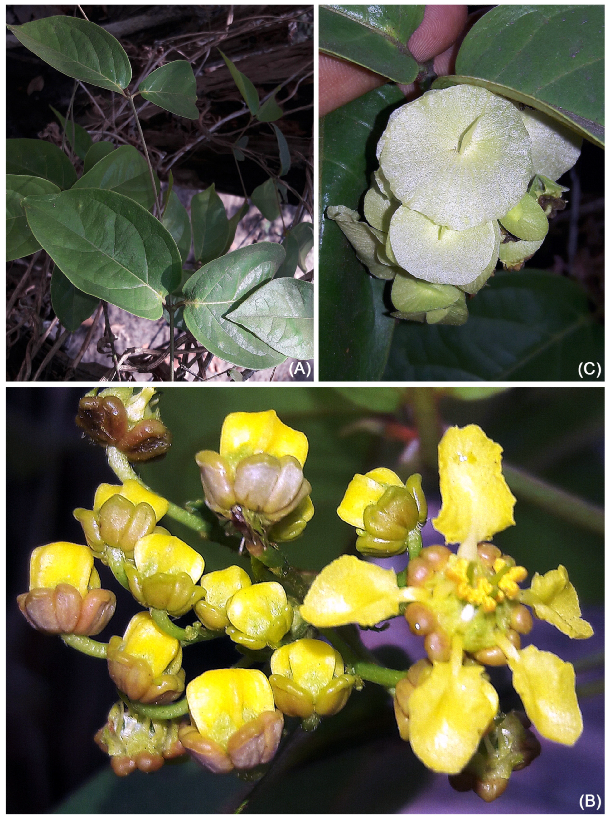 Taxonomy 05 00050 g013