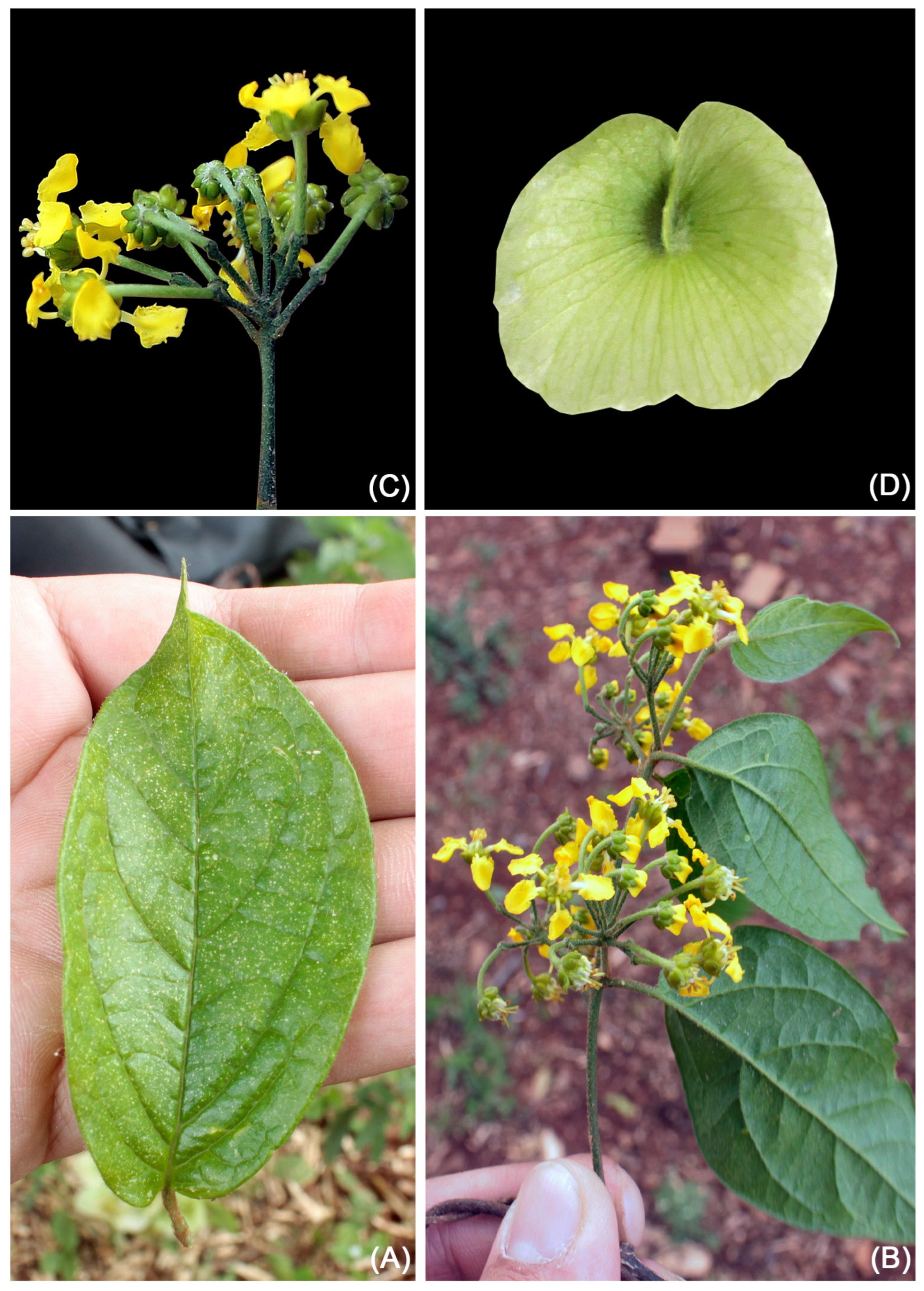 Taxonomy 05 00050 g014