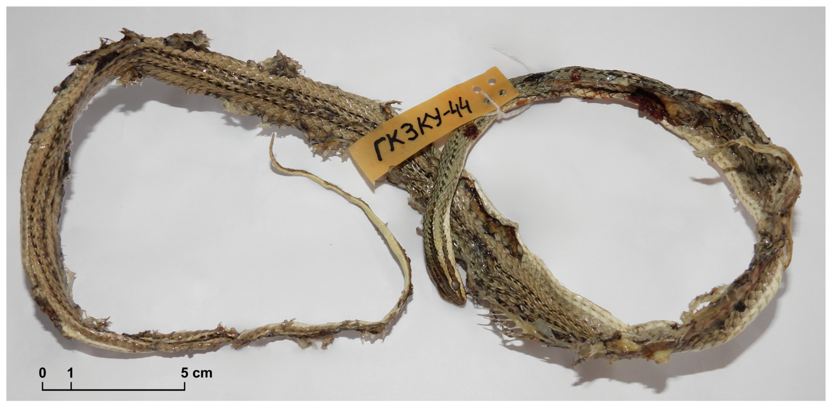 Taxonomy 05 00054 g002