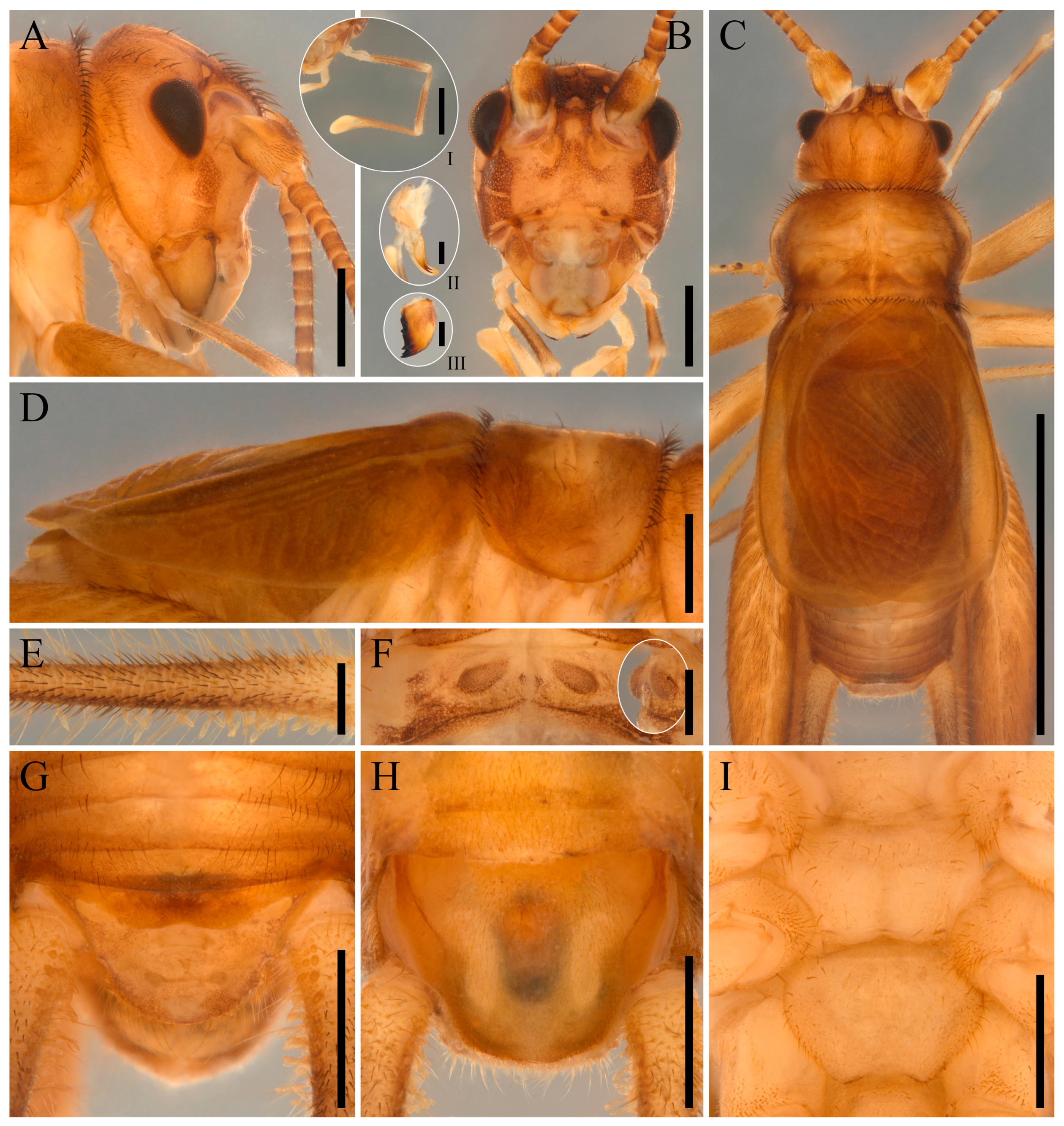 Taxonomy 05 00055 g002 Taxonomy 05 00055 g002