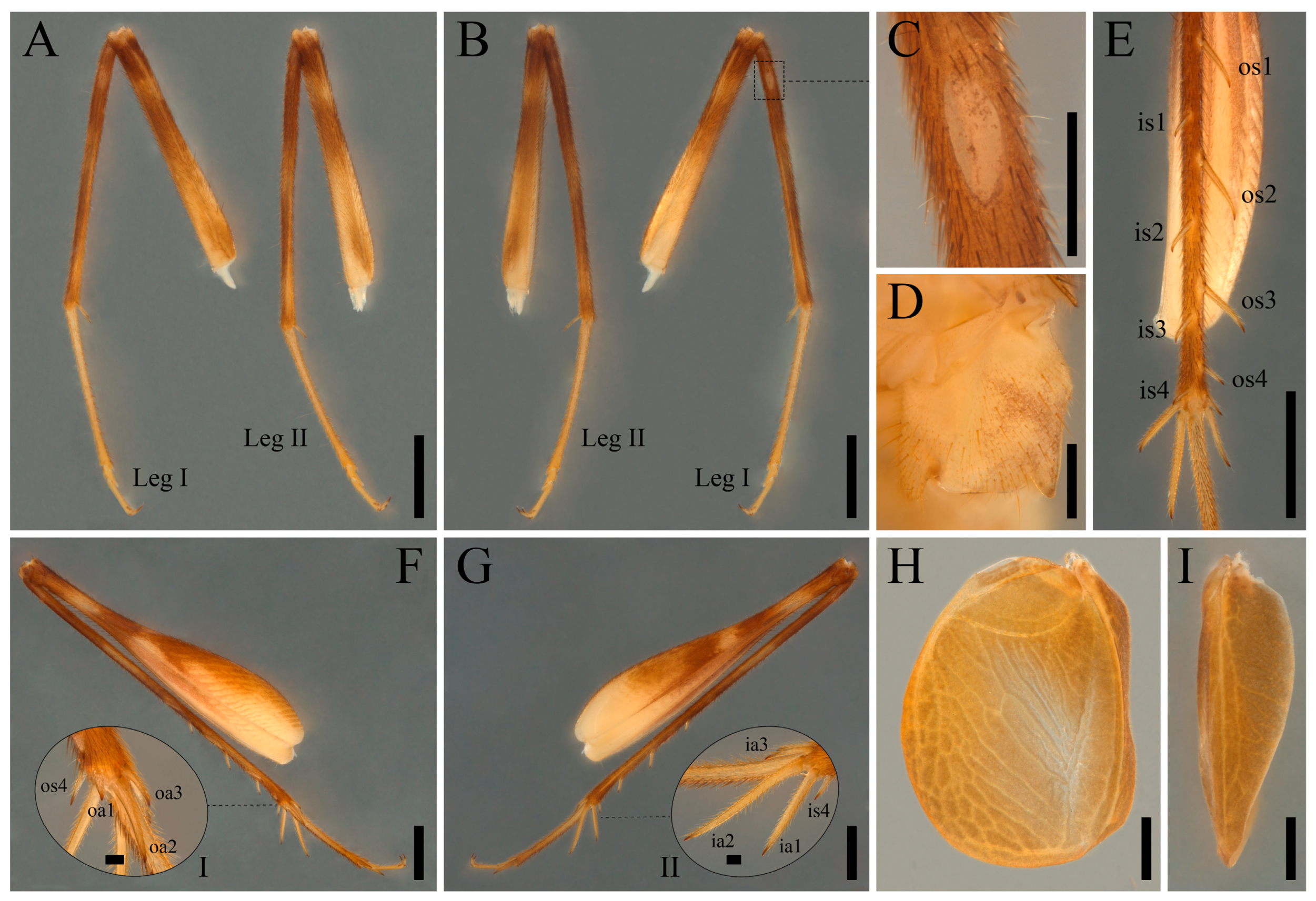 Taxonomy 05 00055 g004 Taxonomy 05 00055 g004