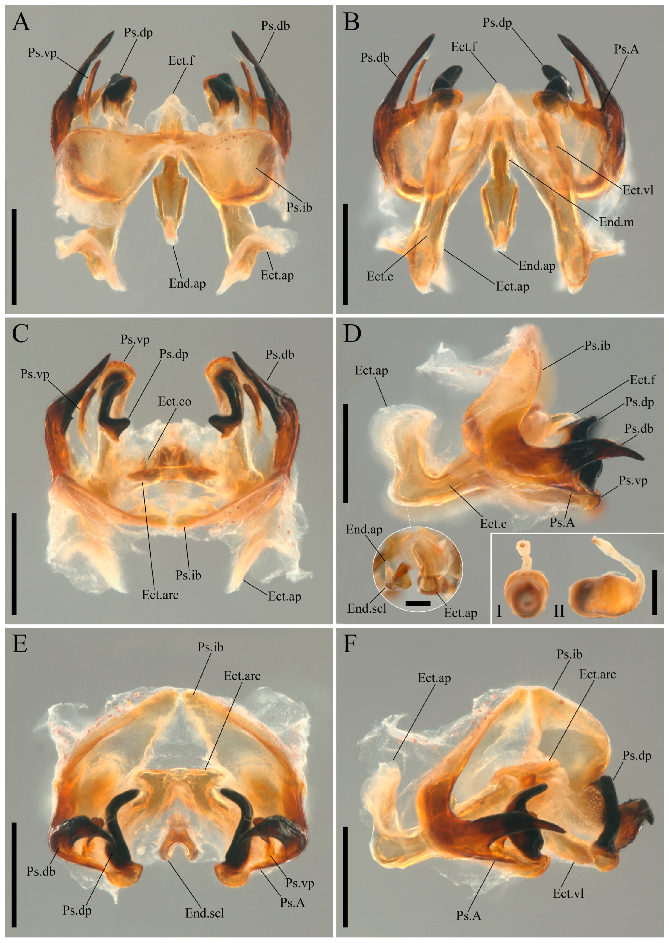 Taxonomy 05 00055 g005 Taxonomy 05 00055 g005