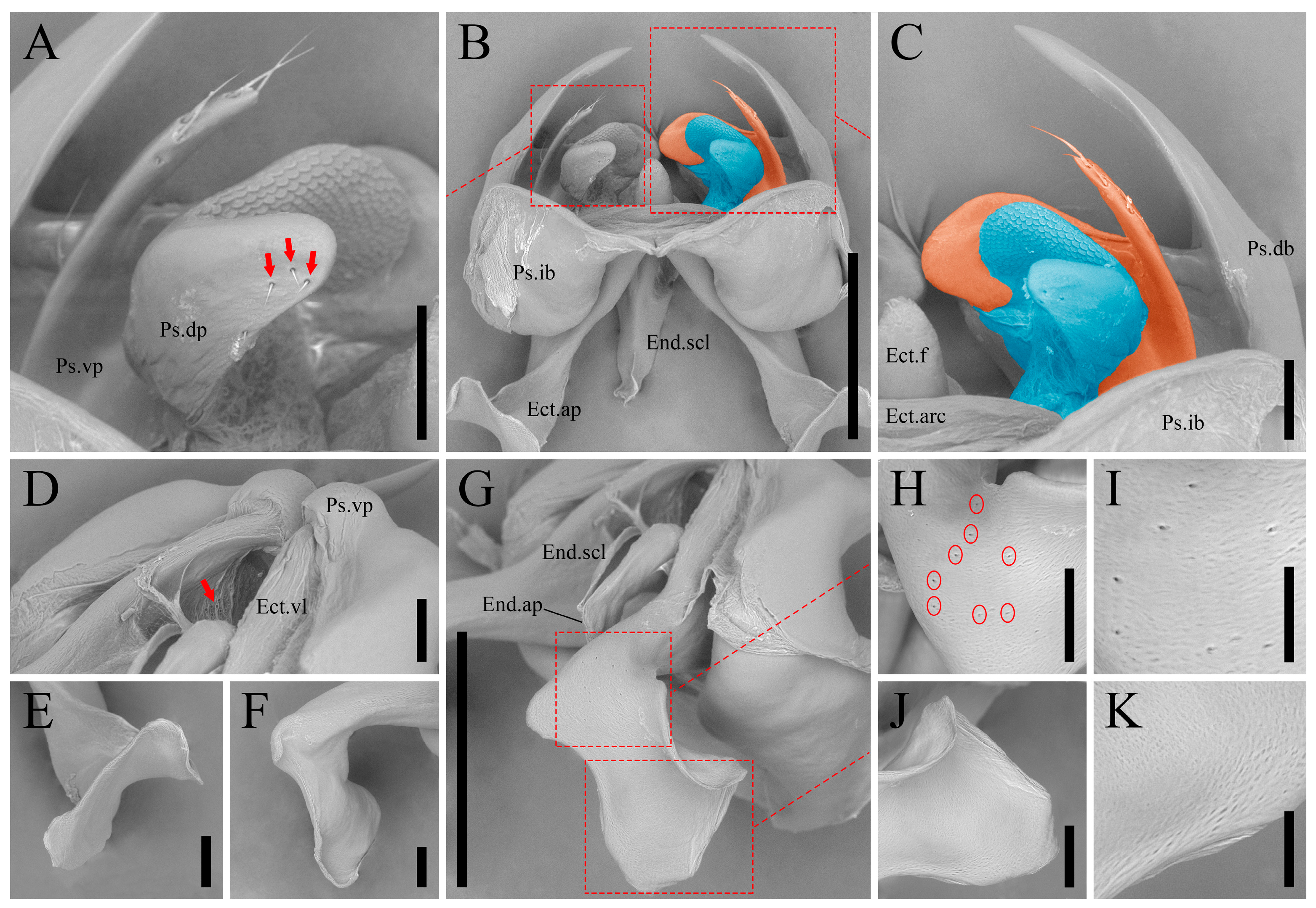 Taxonomy 05 00055 g006 Taxonomy 05 00055 g006