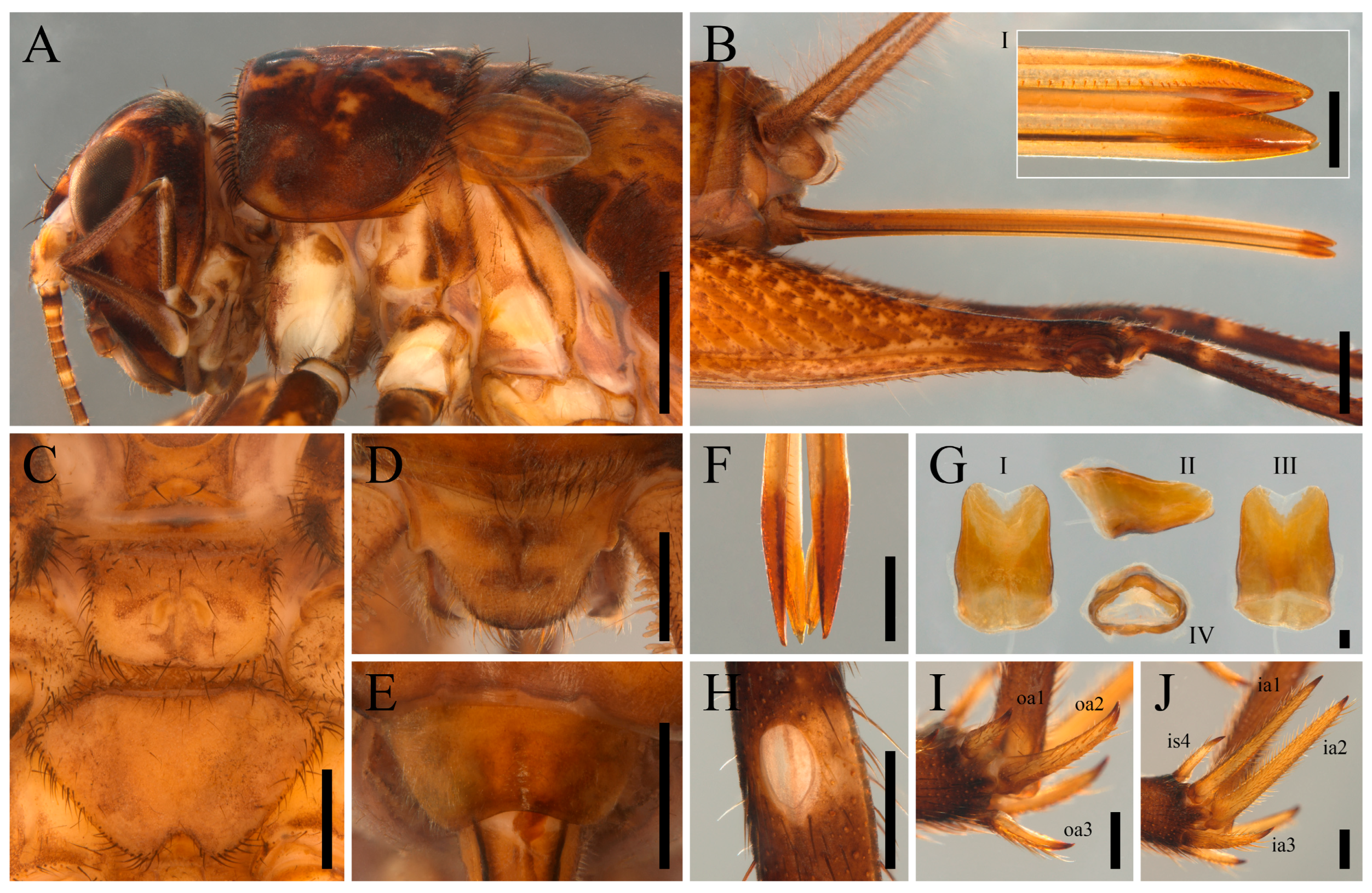 Taxonomy 05 00055 g008 Taxonomy 05 00055 g008