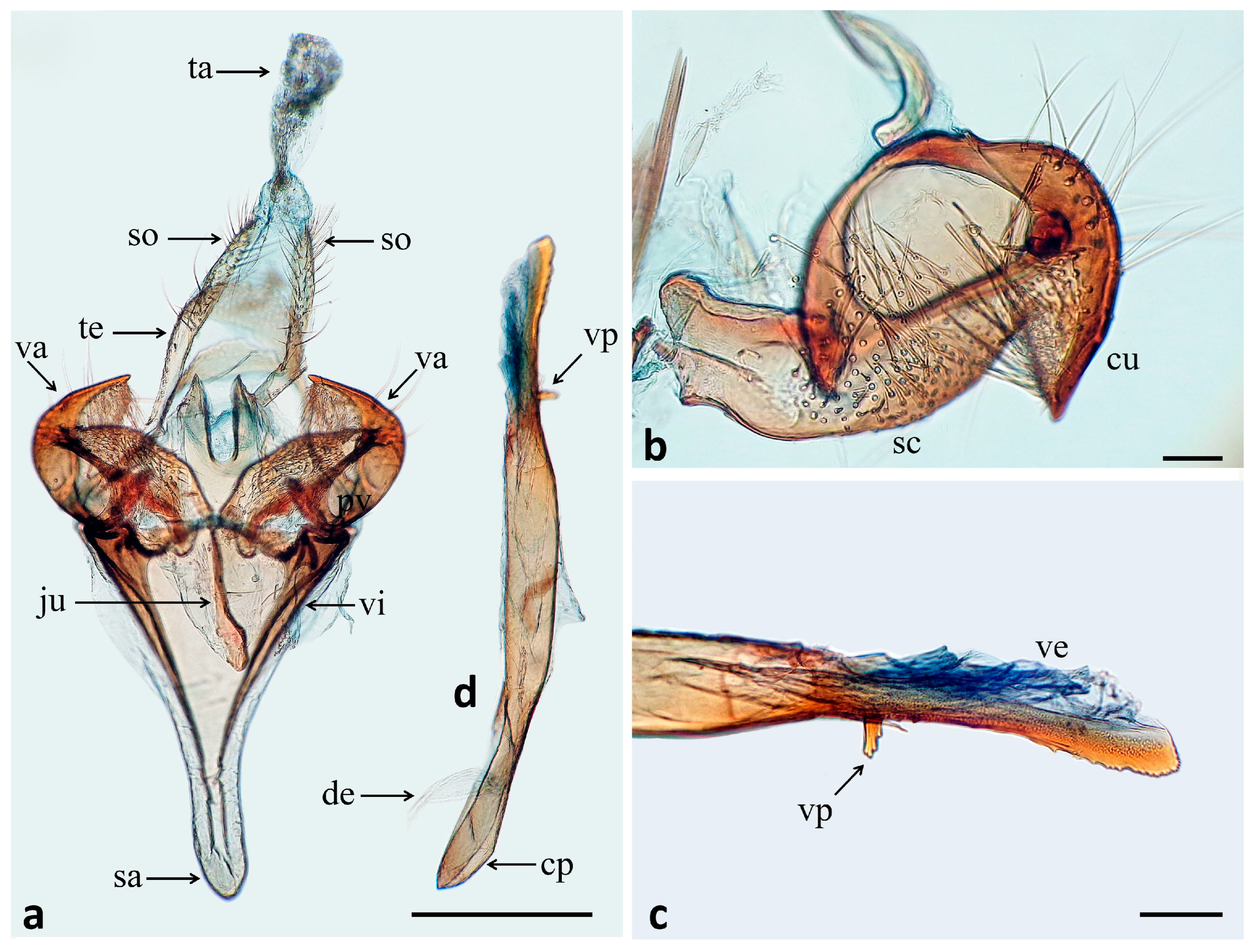 Taxonomy 05 00056 g003 Taxonomy 05 00056 g003