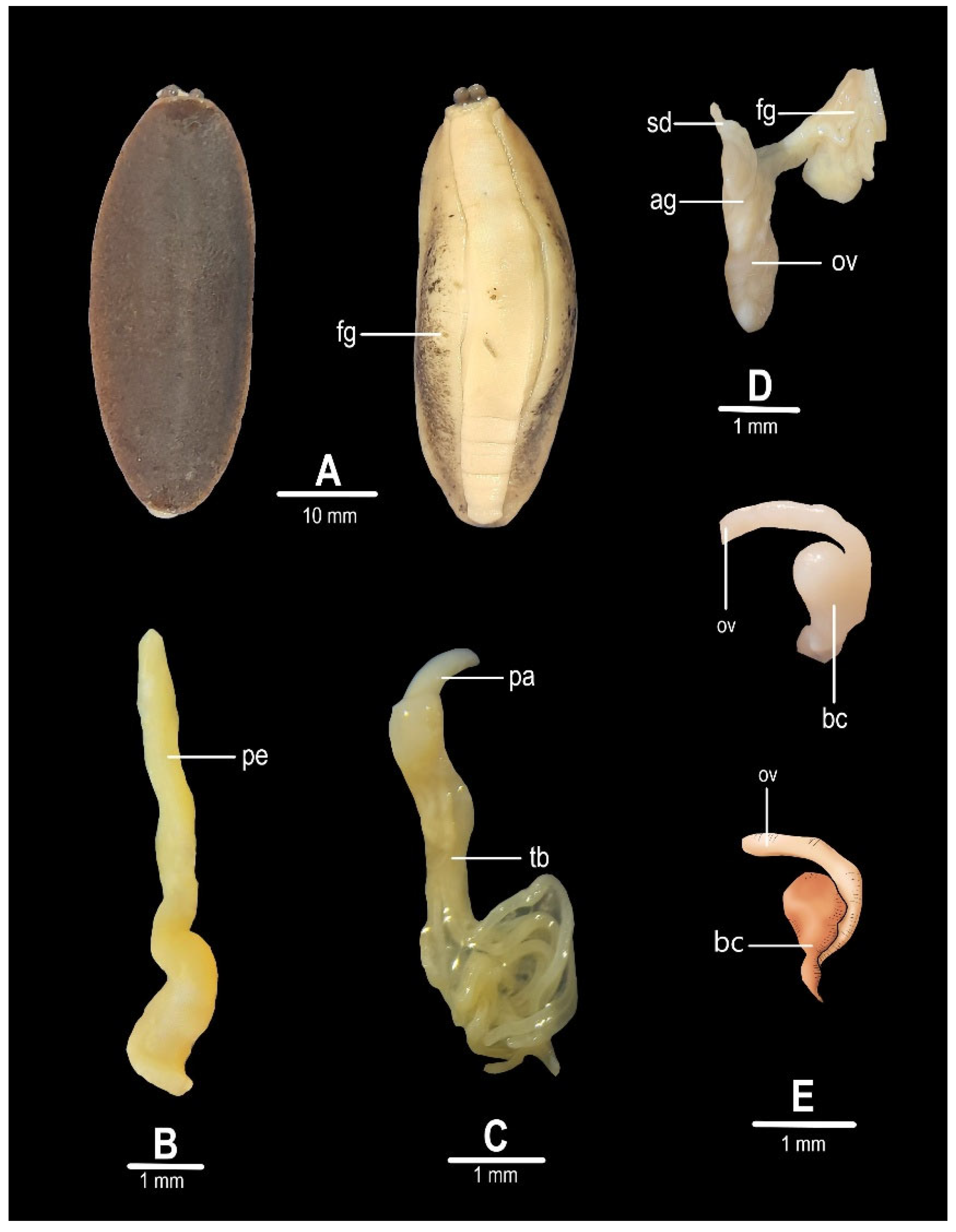Taxonomy 05 00058 g002