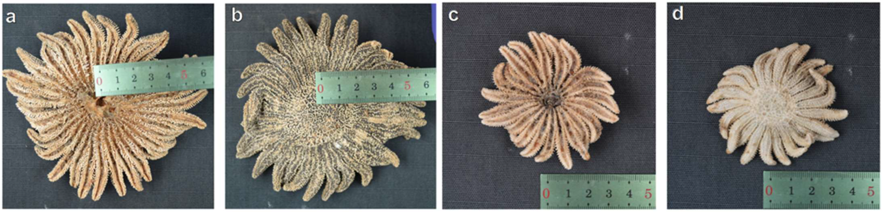 Taxonomy 05 00059 g002