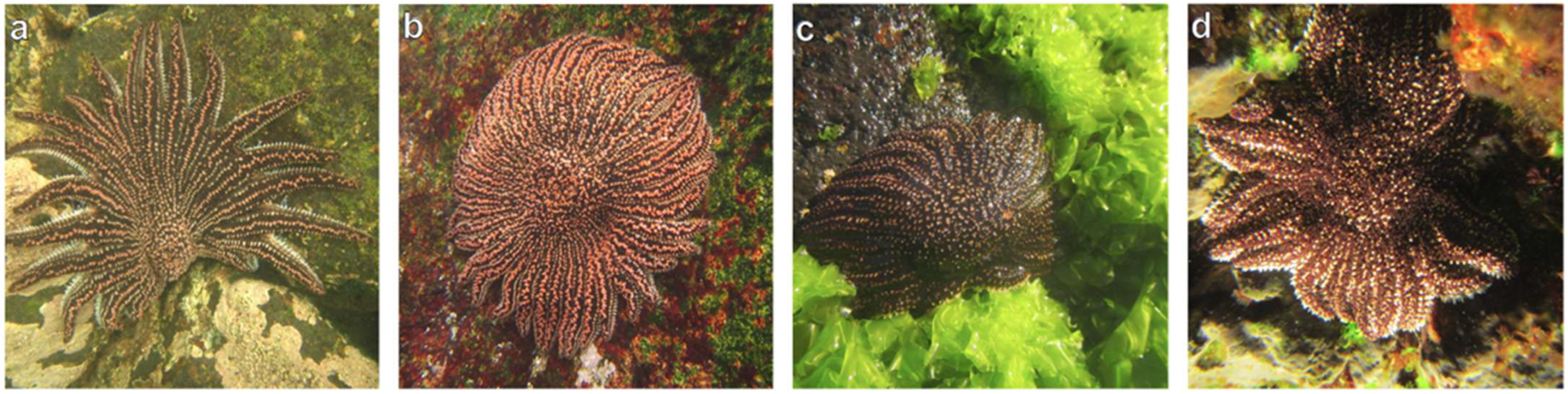 Taxonomy 05 00059 g005