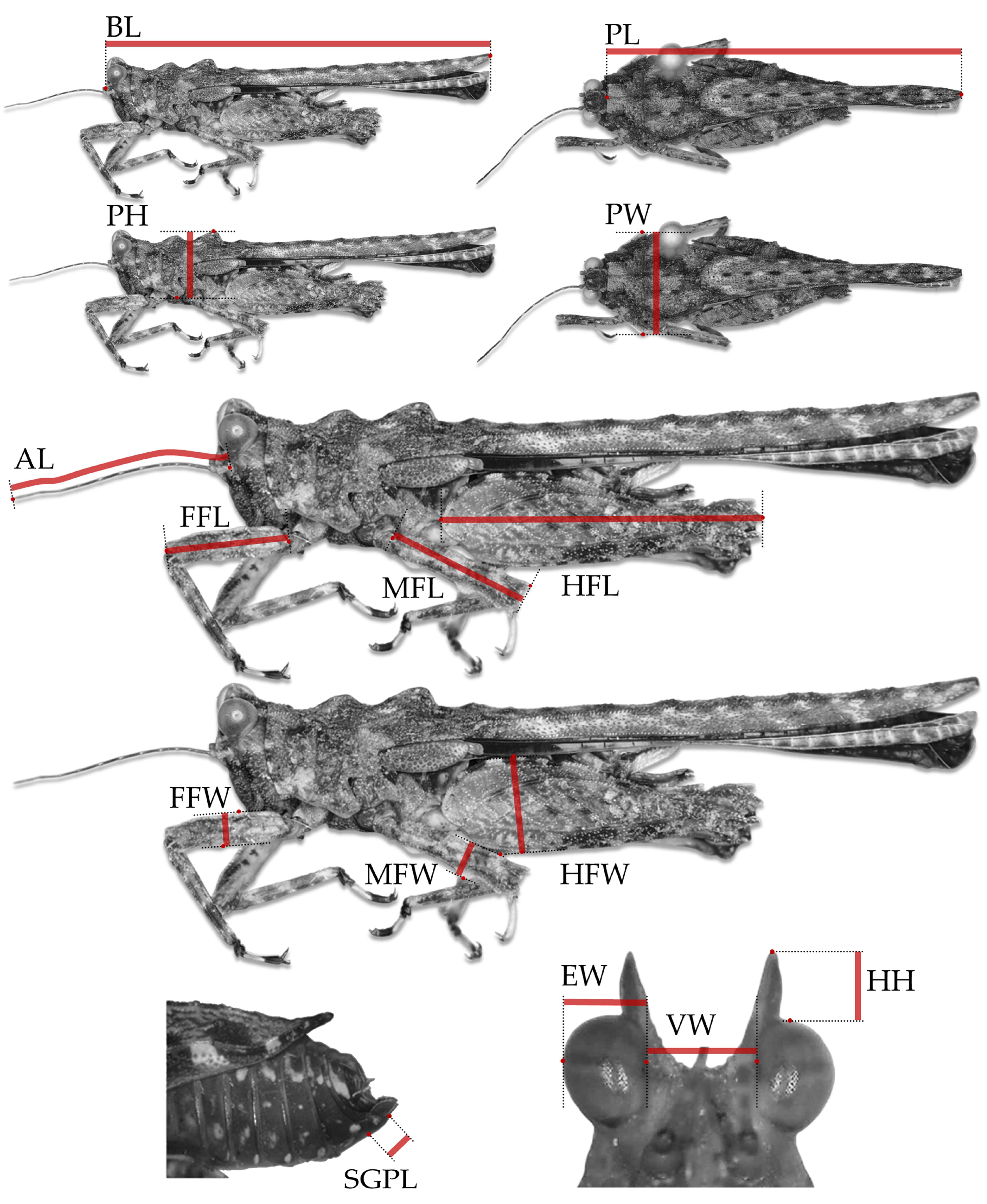 Taxonomy 05 00060 g001
