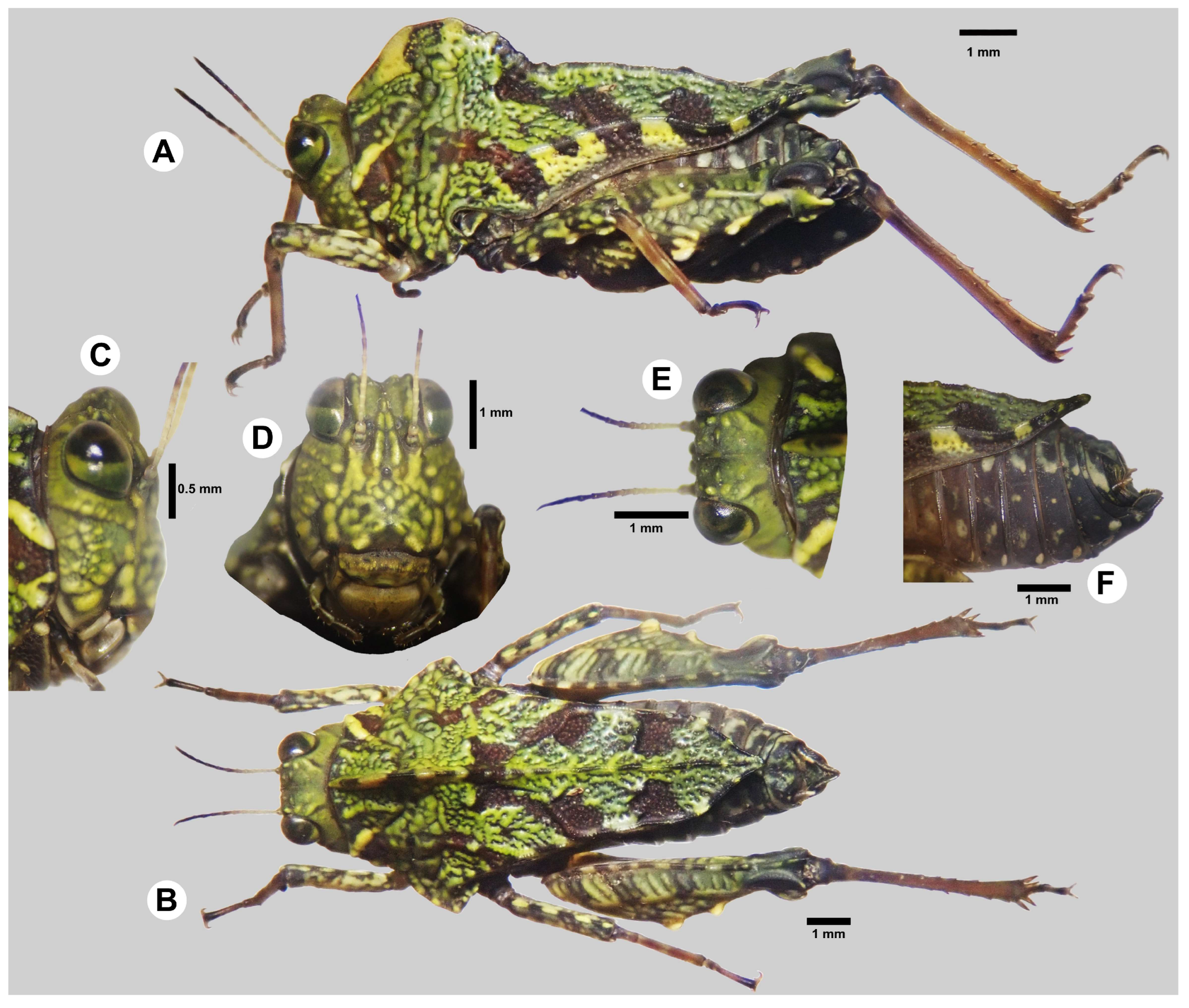 Taxonomy 05 00060 g002