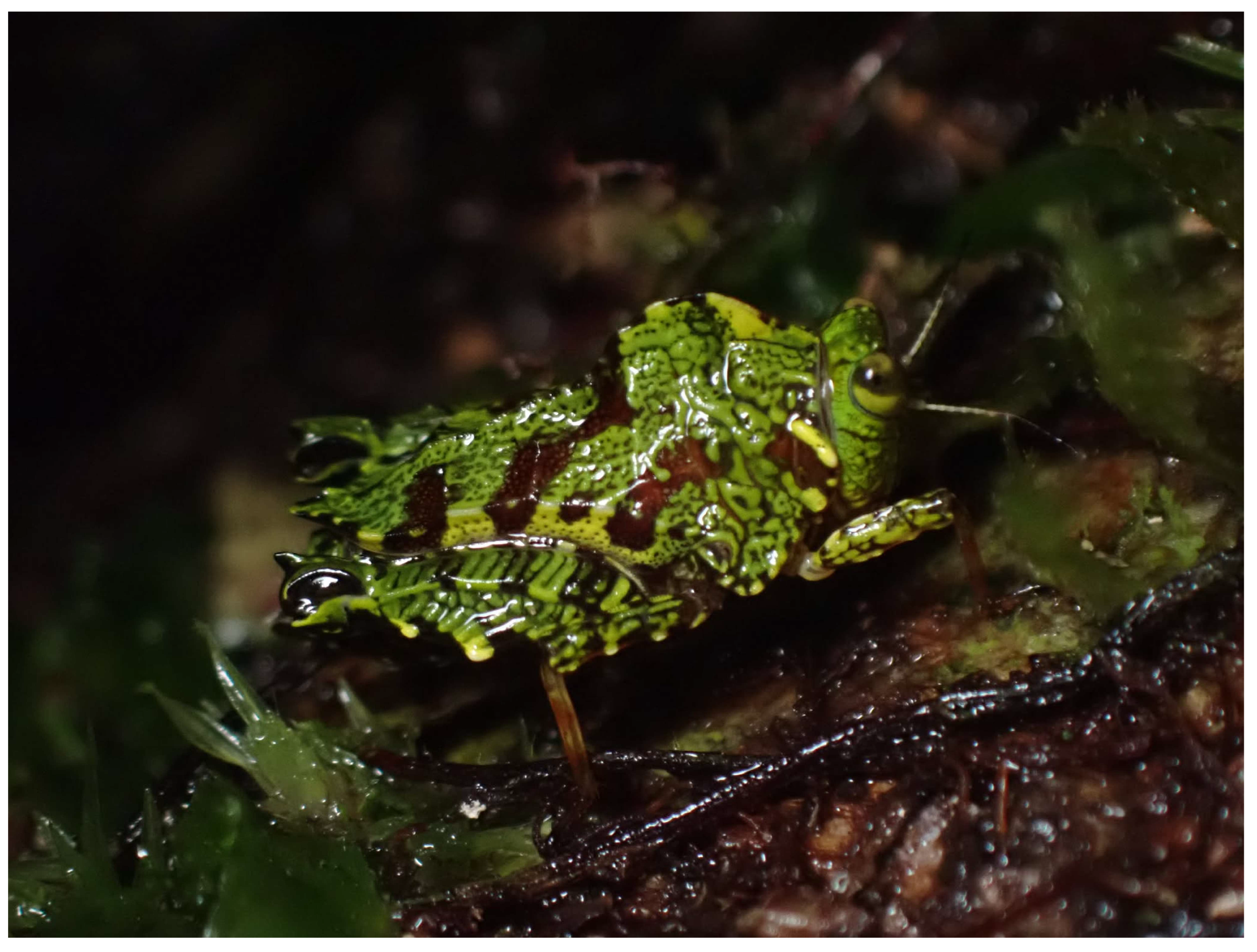 Taxonomy 05 00060 g003