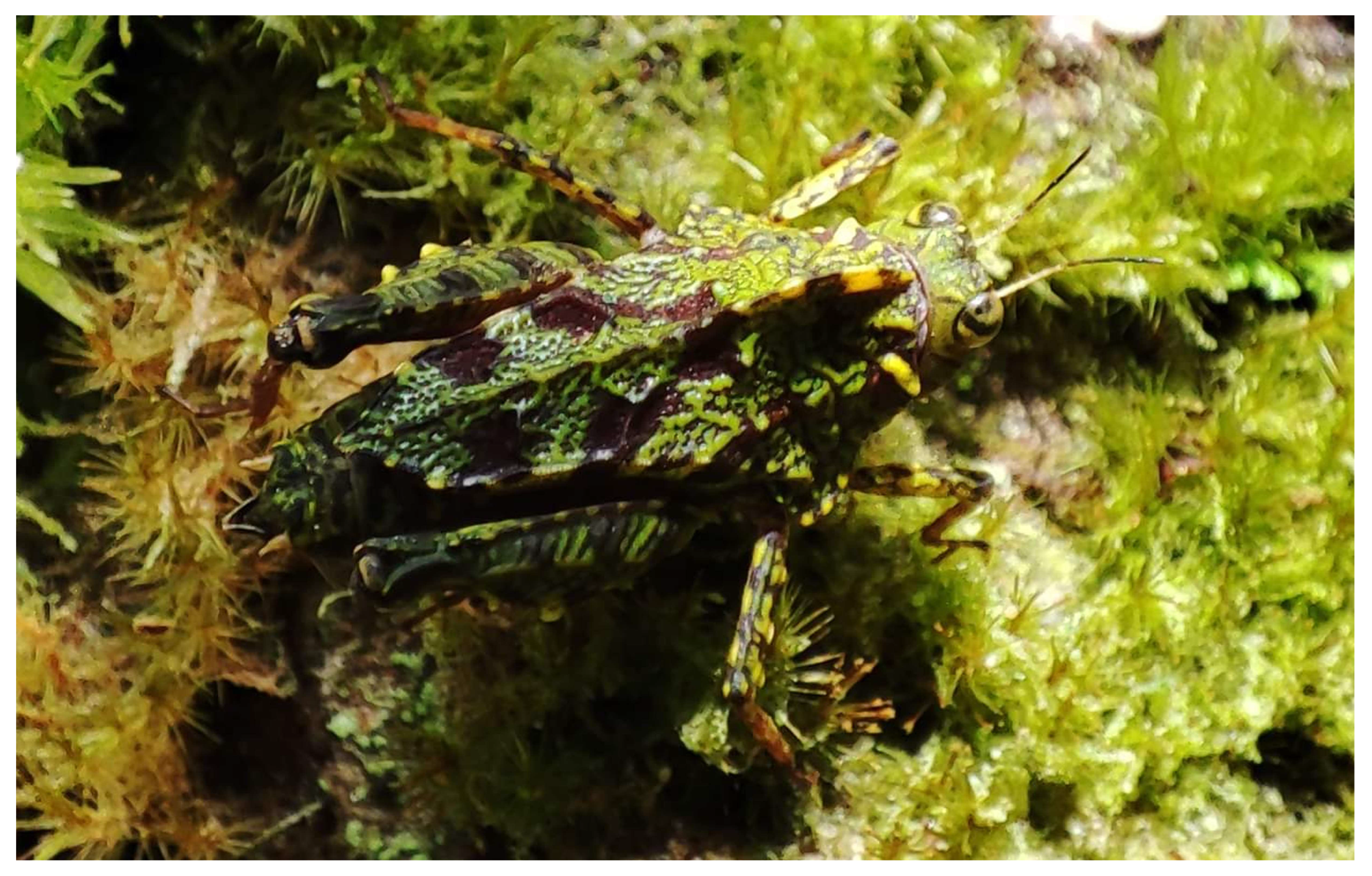 Taxonomy 05 00060 g004