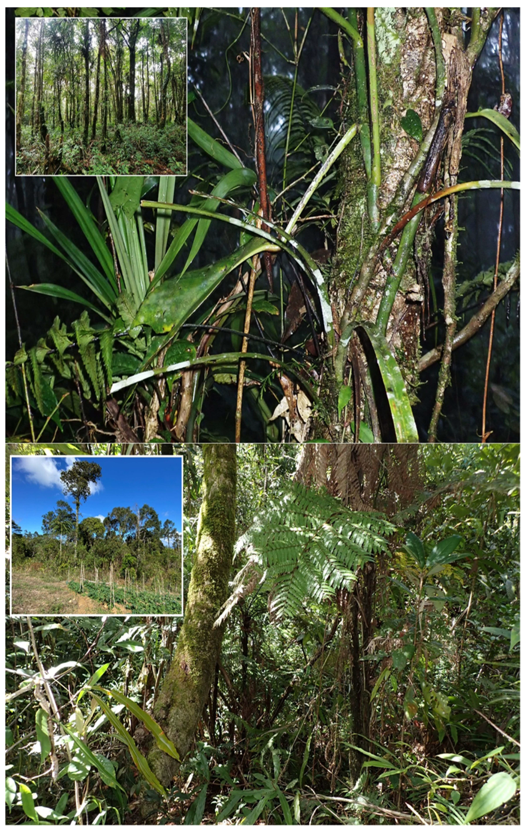 Taxonomy 05 00060 g007