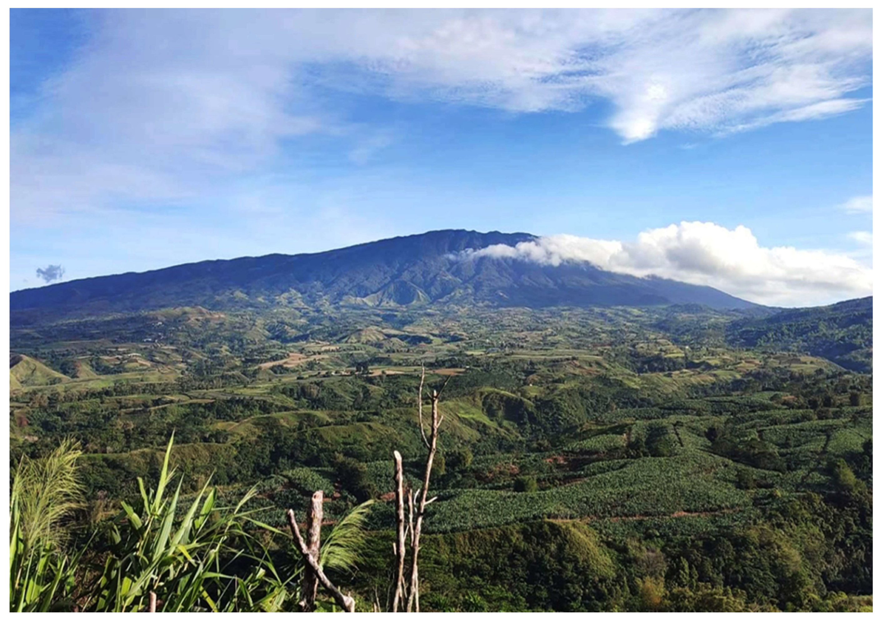 Taxonomy 05 00060 g008