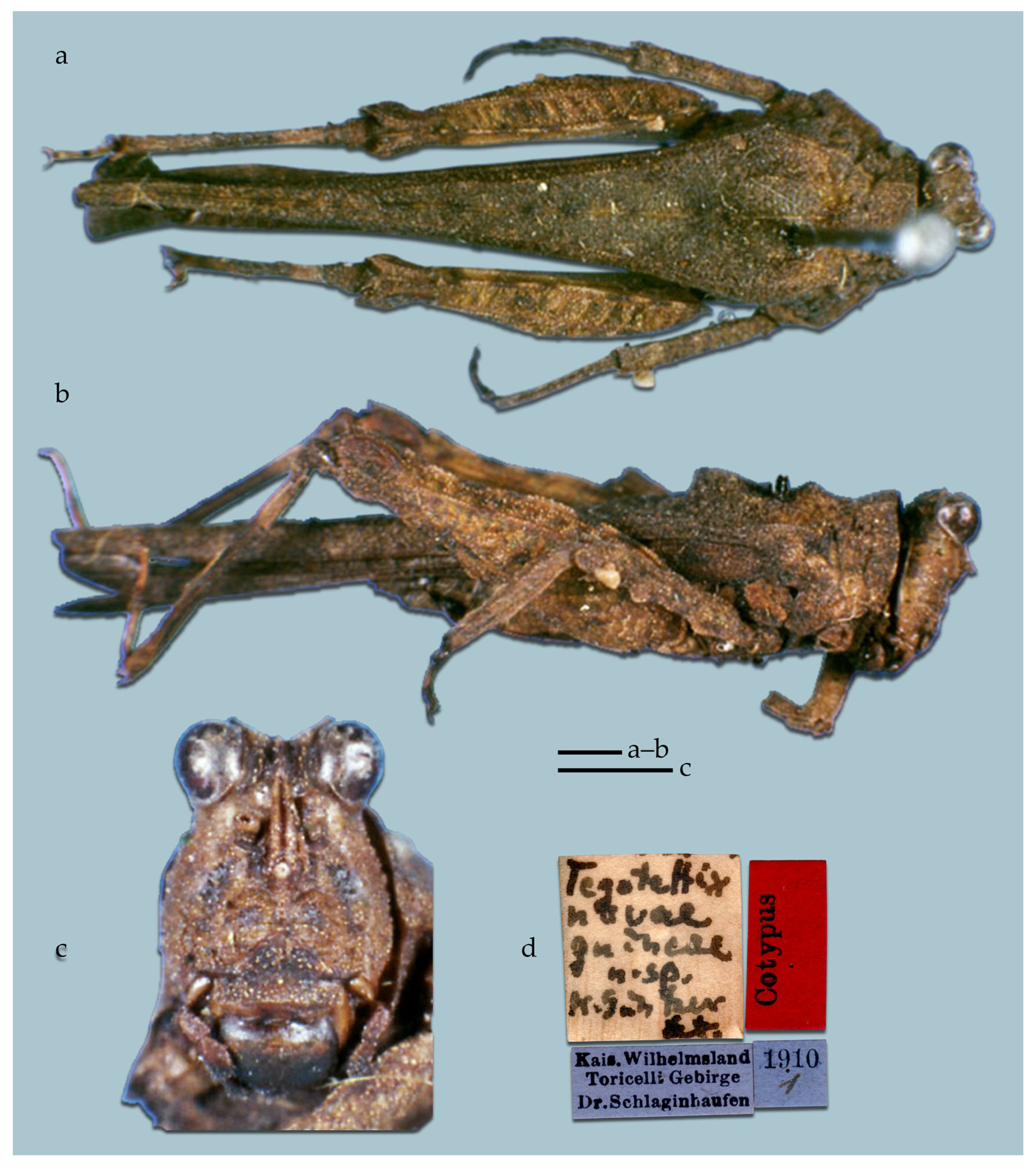 Taxonomy 05 00060 g010