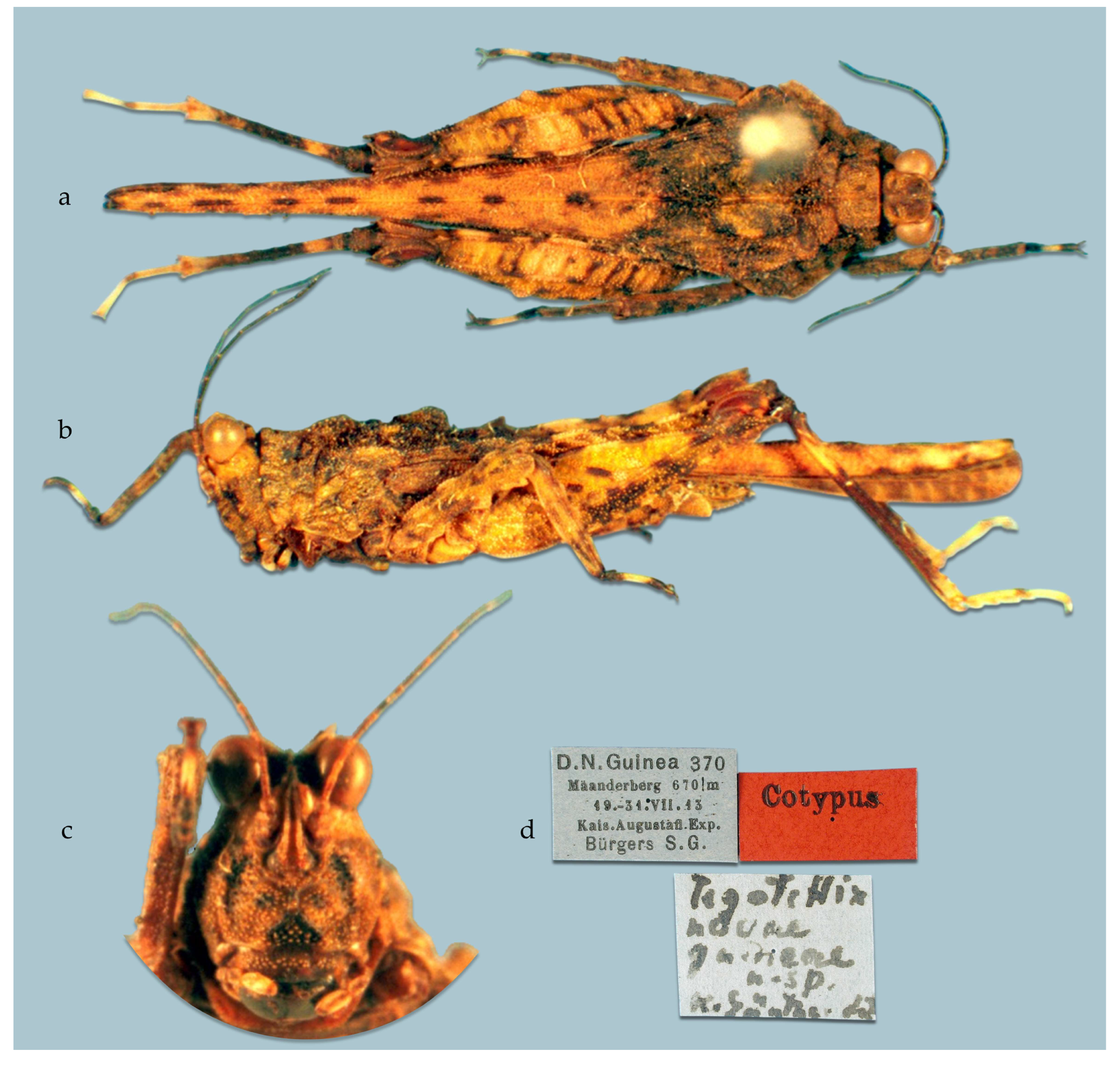 Taxonomy 05 00060 g011