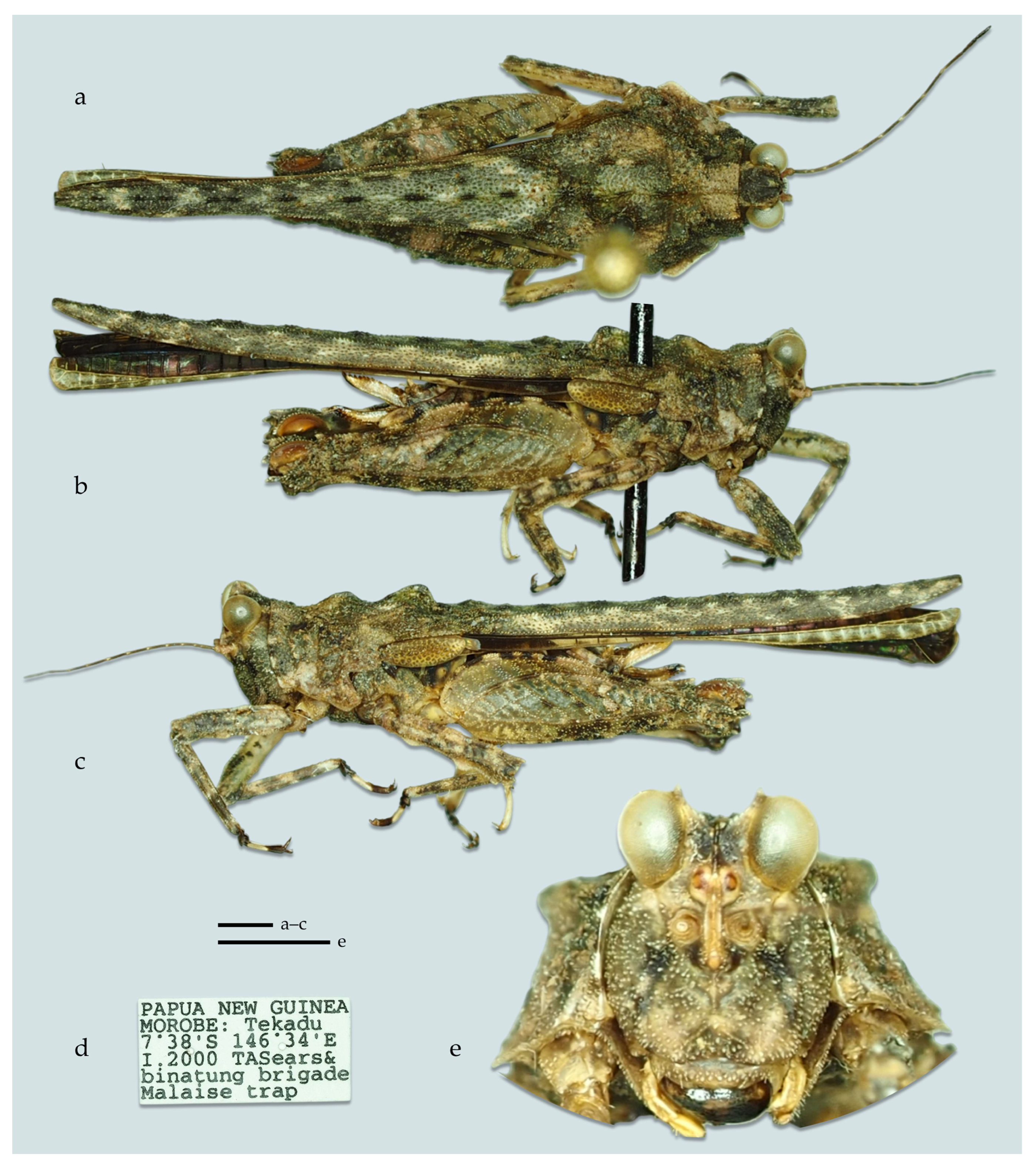 Taxonomy 05 00060 g012