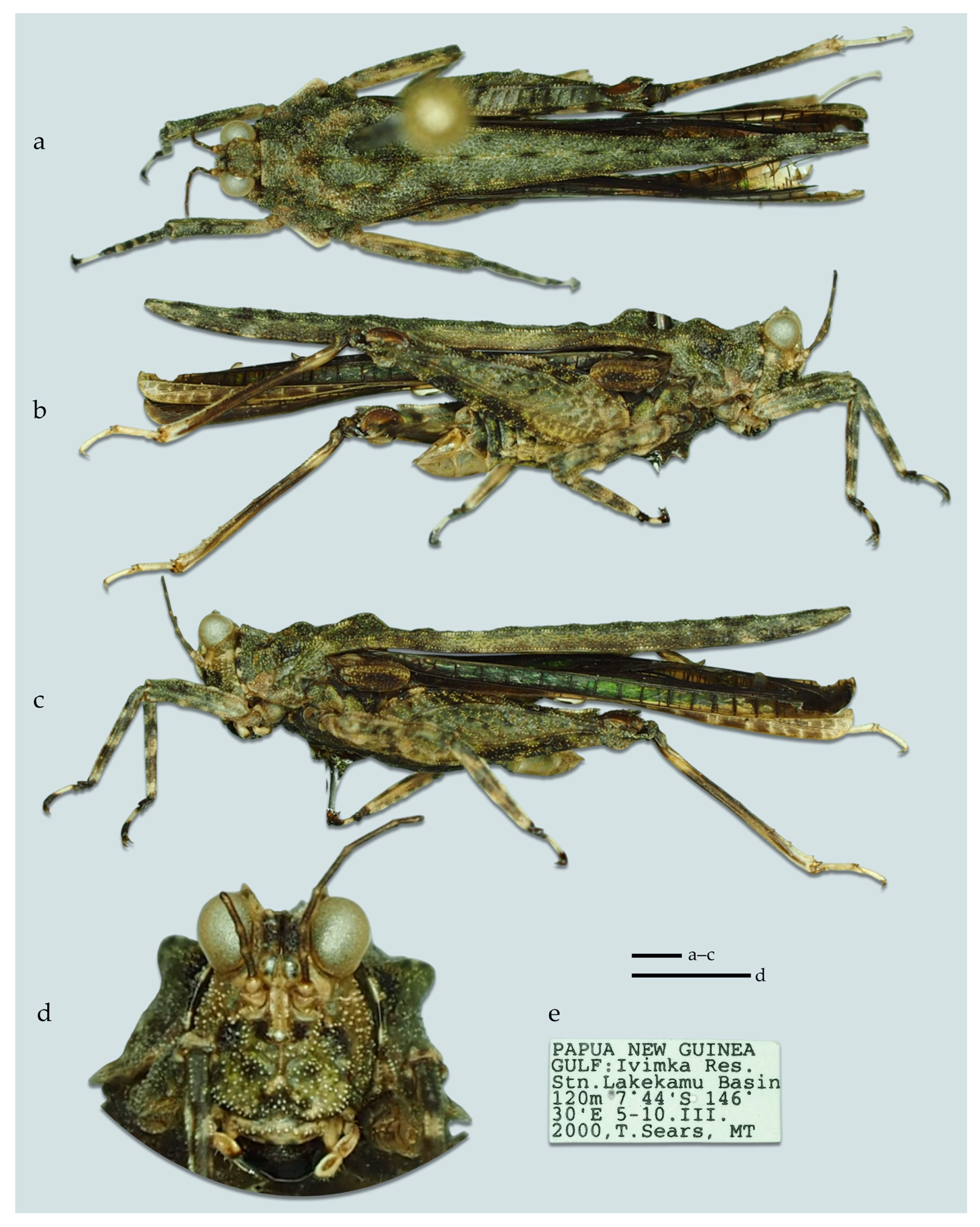 Taxonomy 05 00060 g013