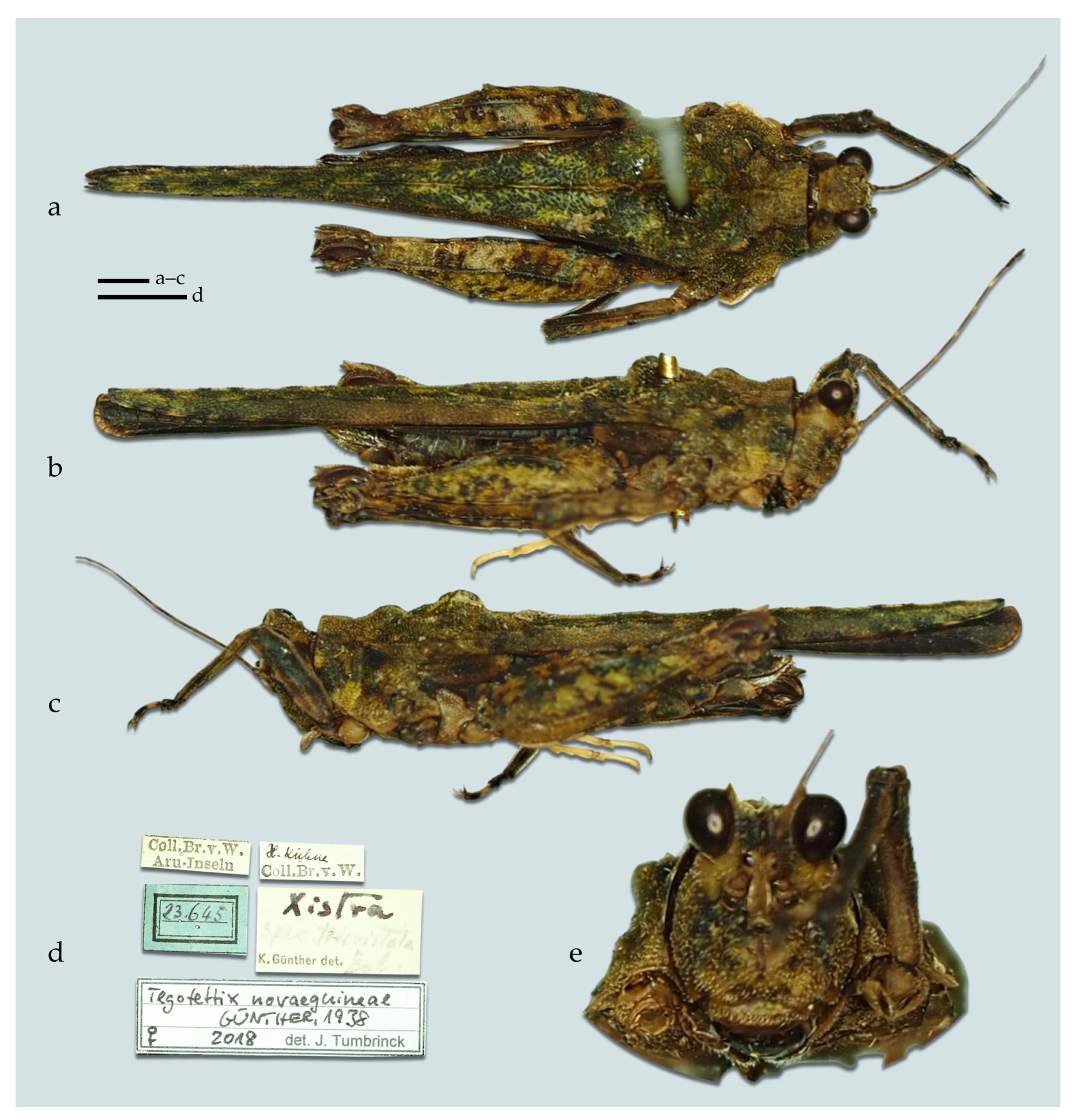 Taxonomy 05 00060 g014