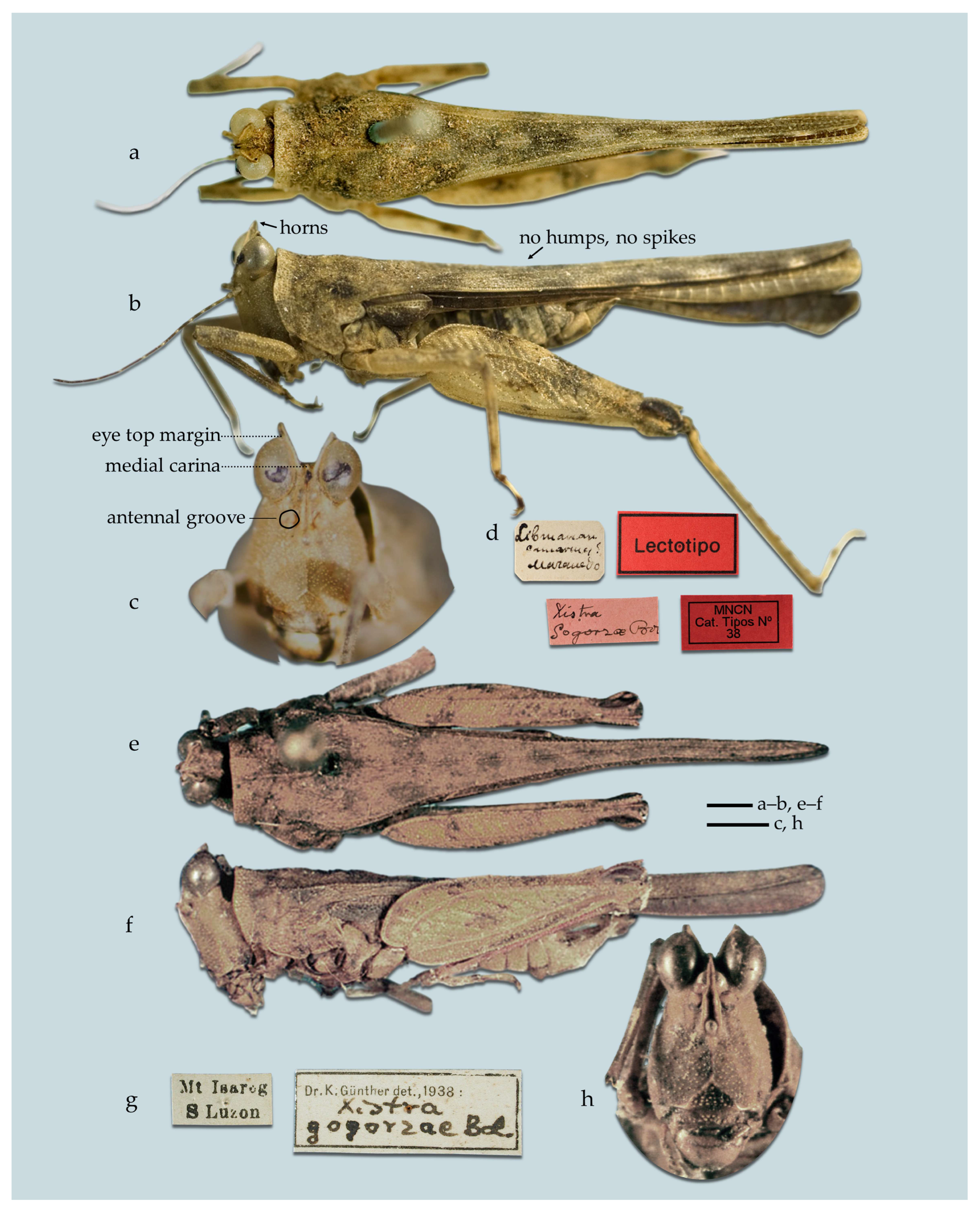 Taxonomy 05 00060 g019