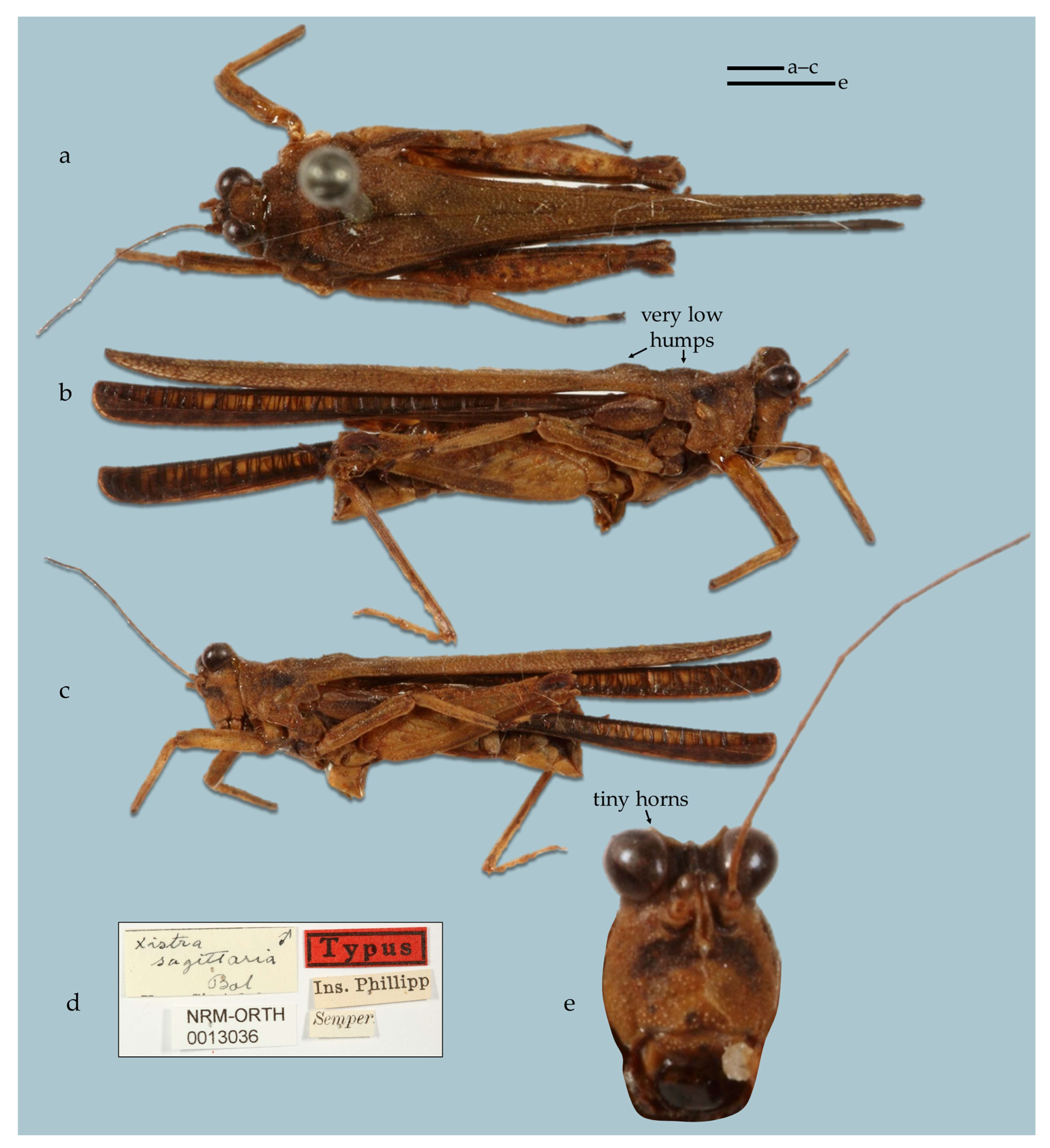 Taxonomy 05 00060 g020
