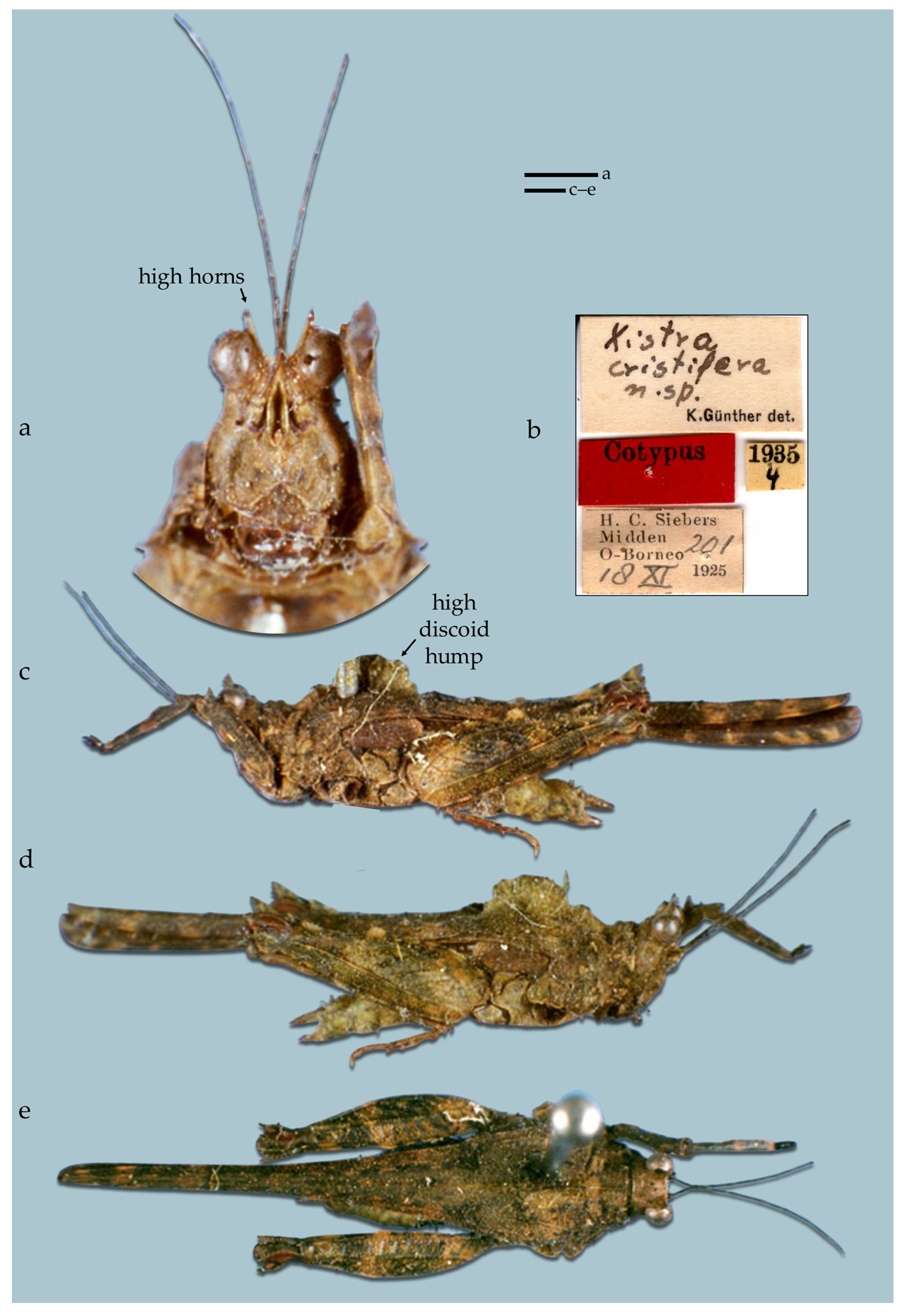 Taxonomy 05 00060 g022