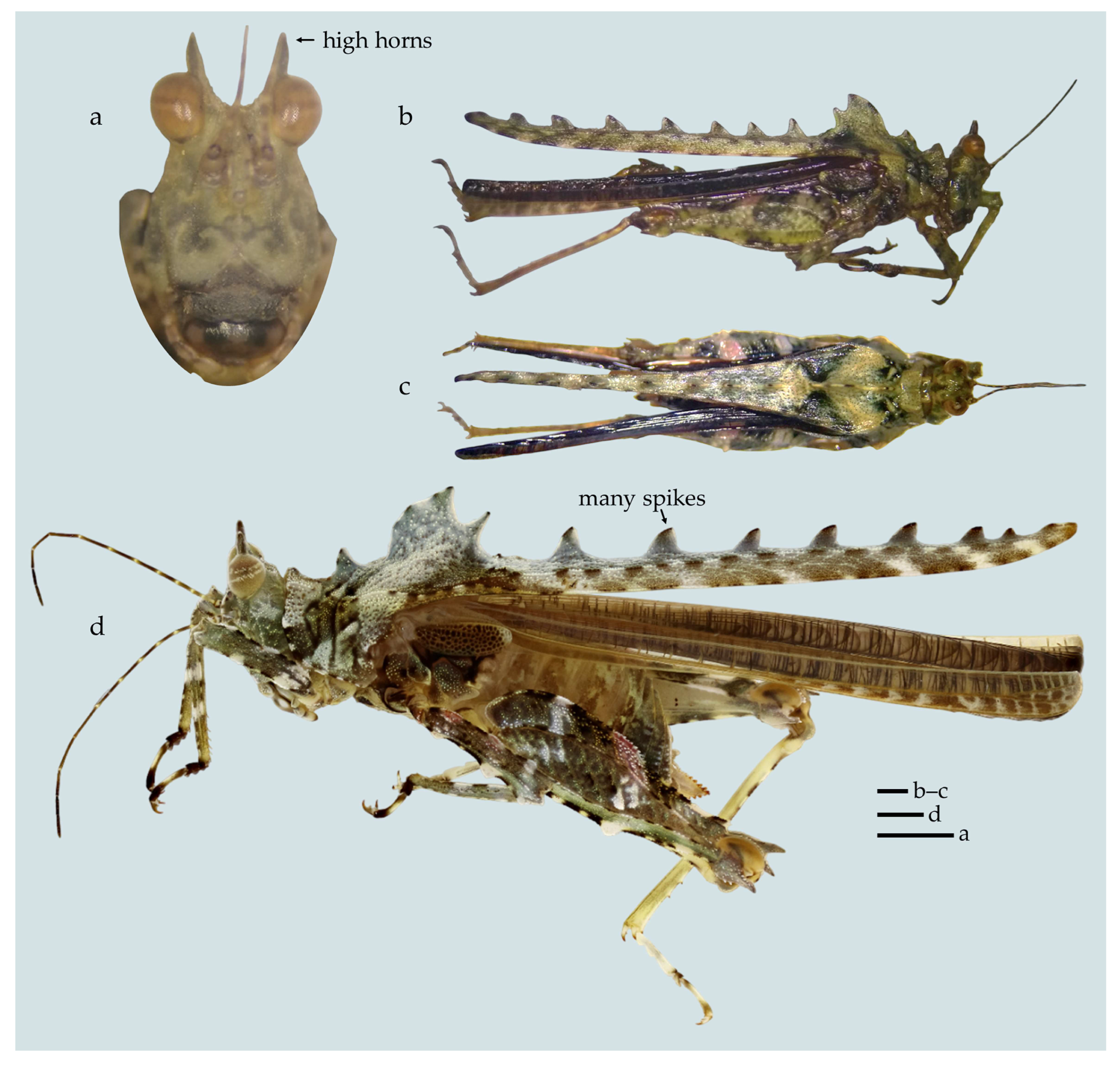 Taxonomy 05 00060 g023