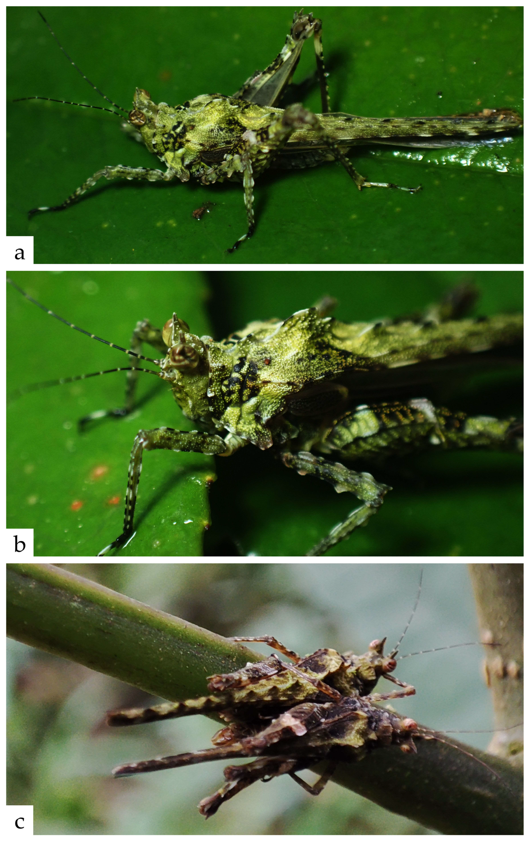 Taxonomy 05 00060 g024