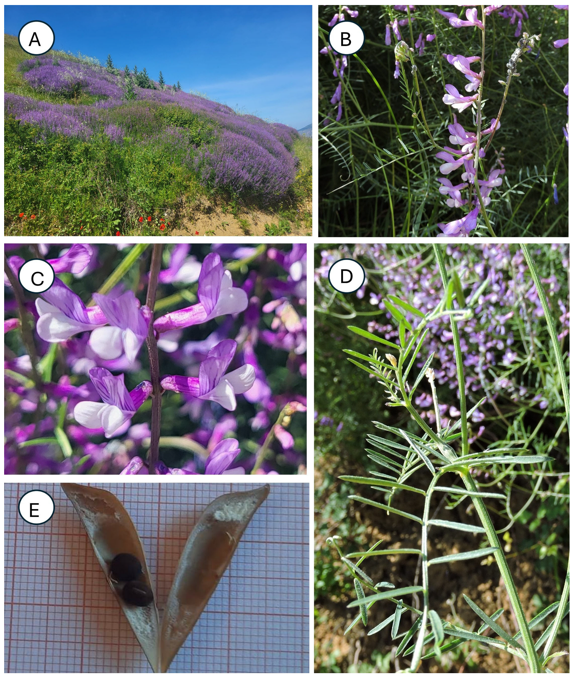 Taxonomy 05 00063 g001 Taxonomy 05 00063 g001