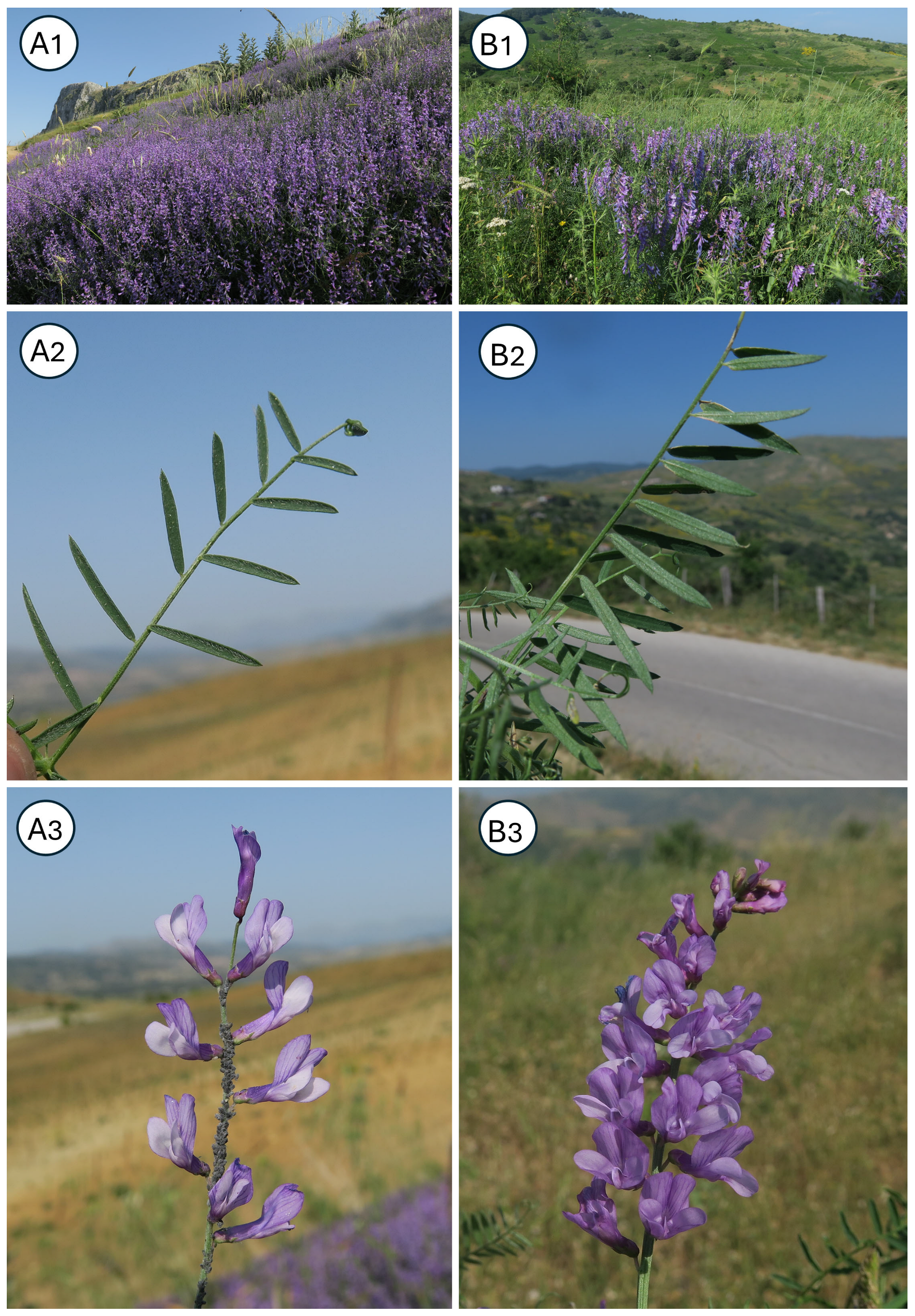 Taxonomy 05 00063 g003 Taxonomy 05 00063 g003