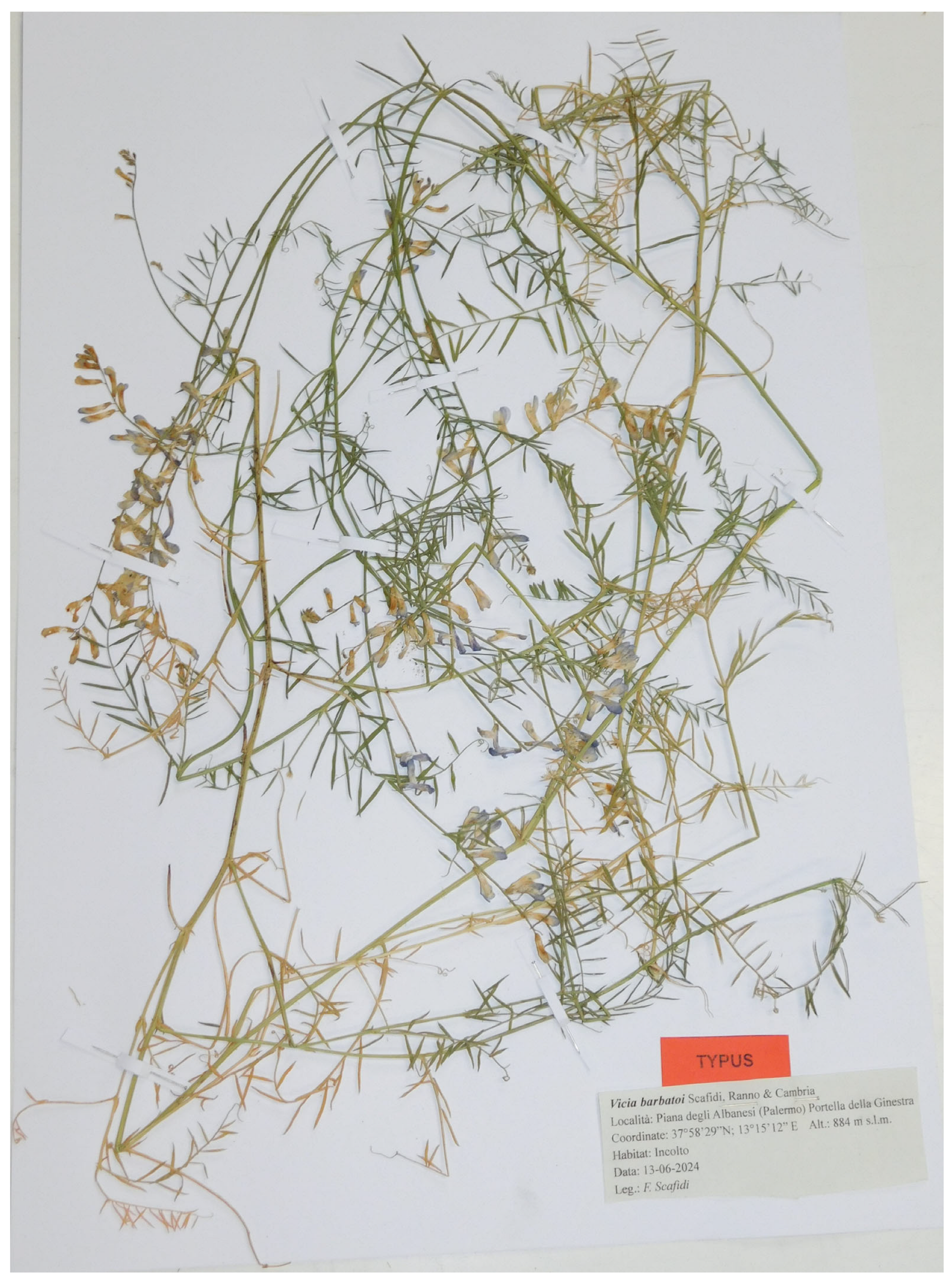 Taxonomy 05 00063 g004 Taxonomy 05 00063 g004