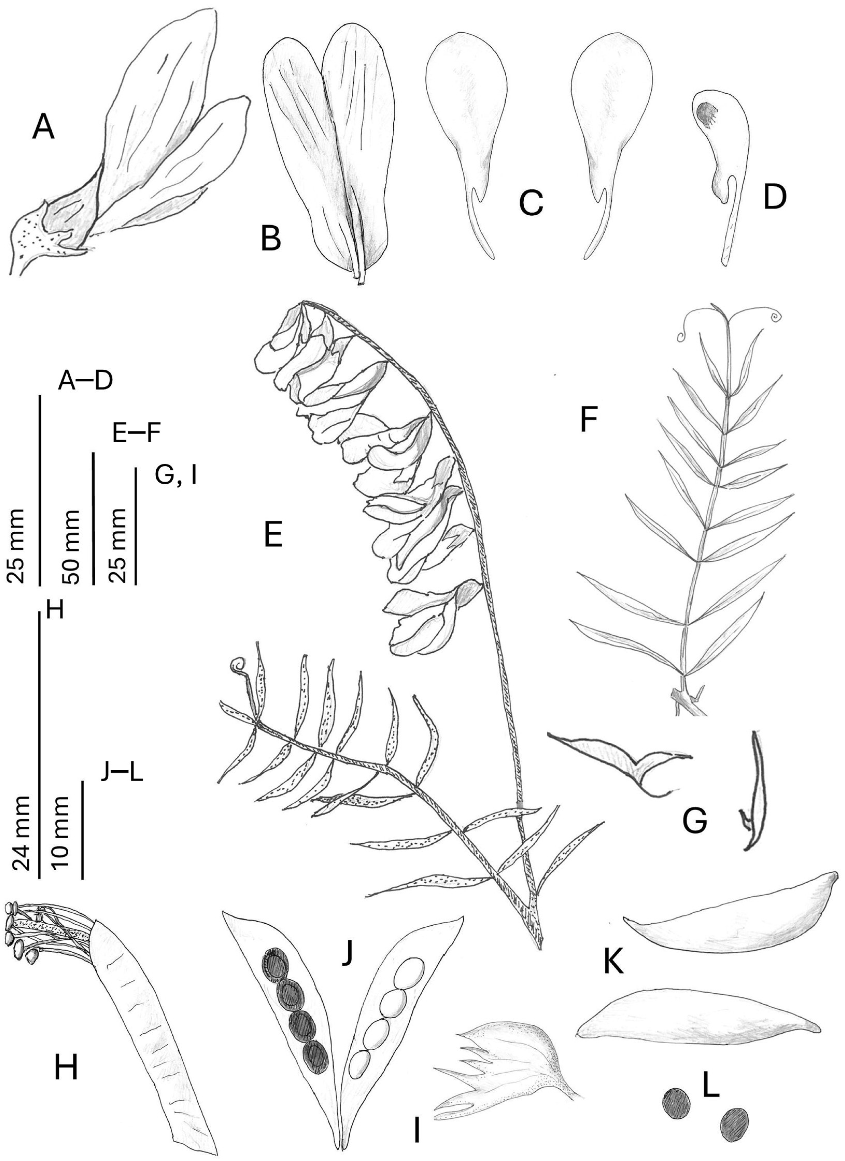 Taxonomy 05 00063 g006 Taxonomy 05 00063 g006