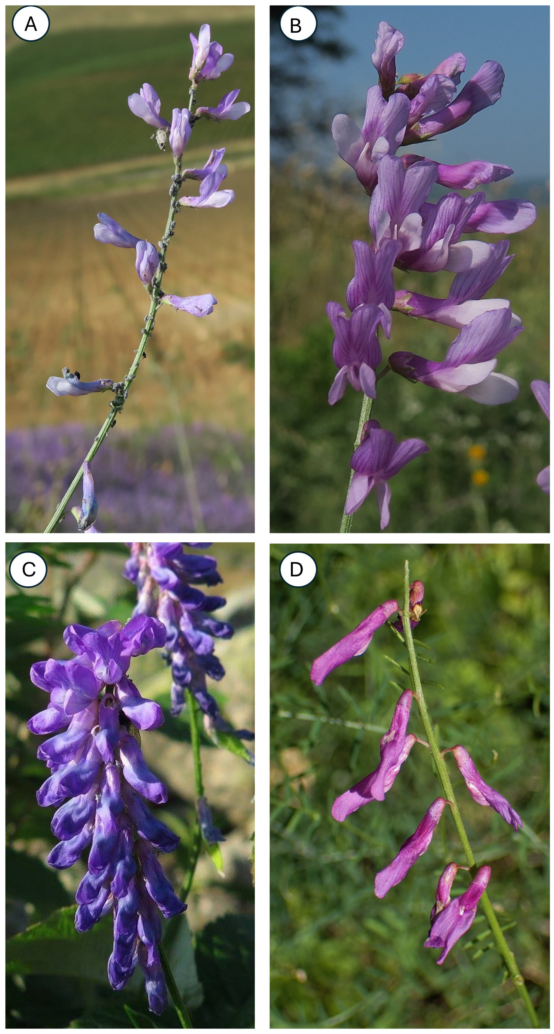 Taxonomy 05 00063 g011 Taxonomy 05 00063 g011