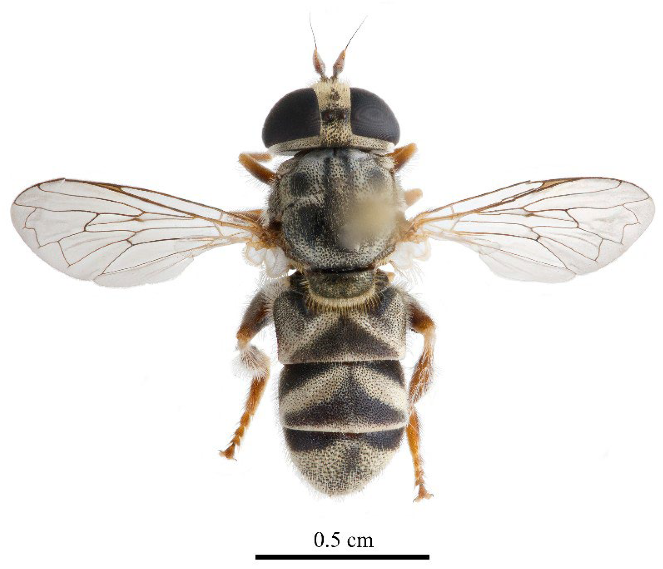 Taxonomy 05 00064 g001