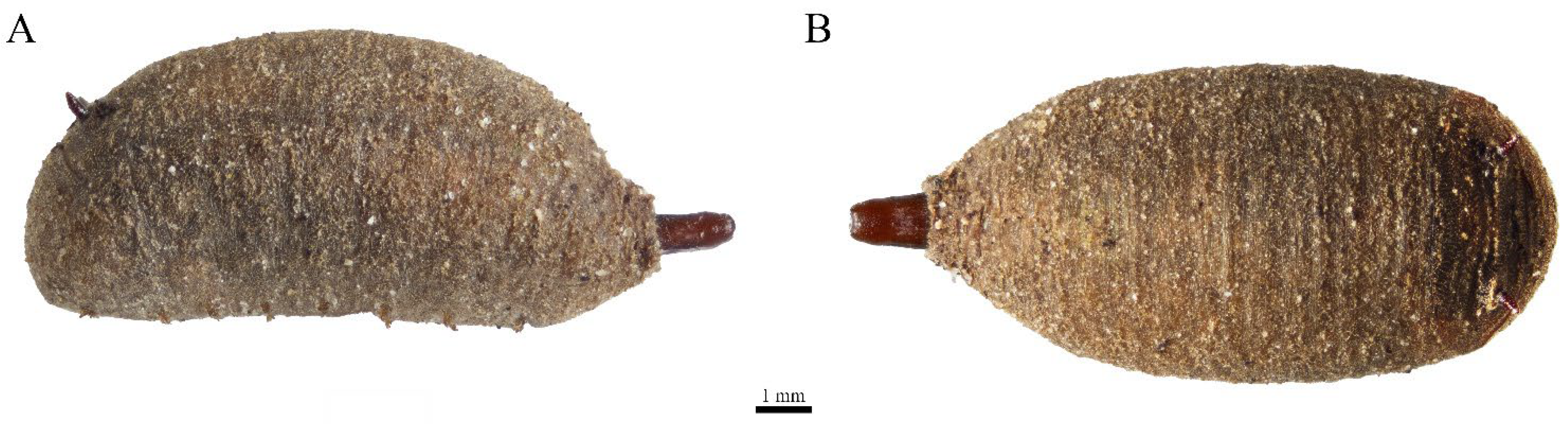 Taxonomy 05 00064 g002